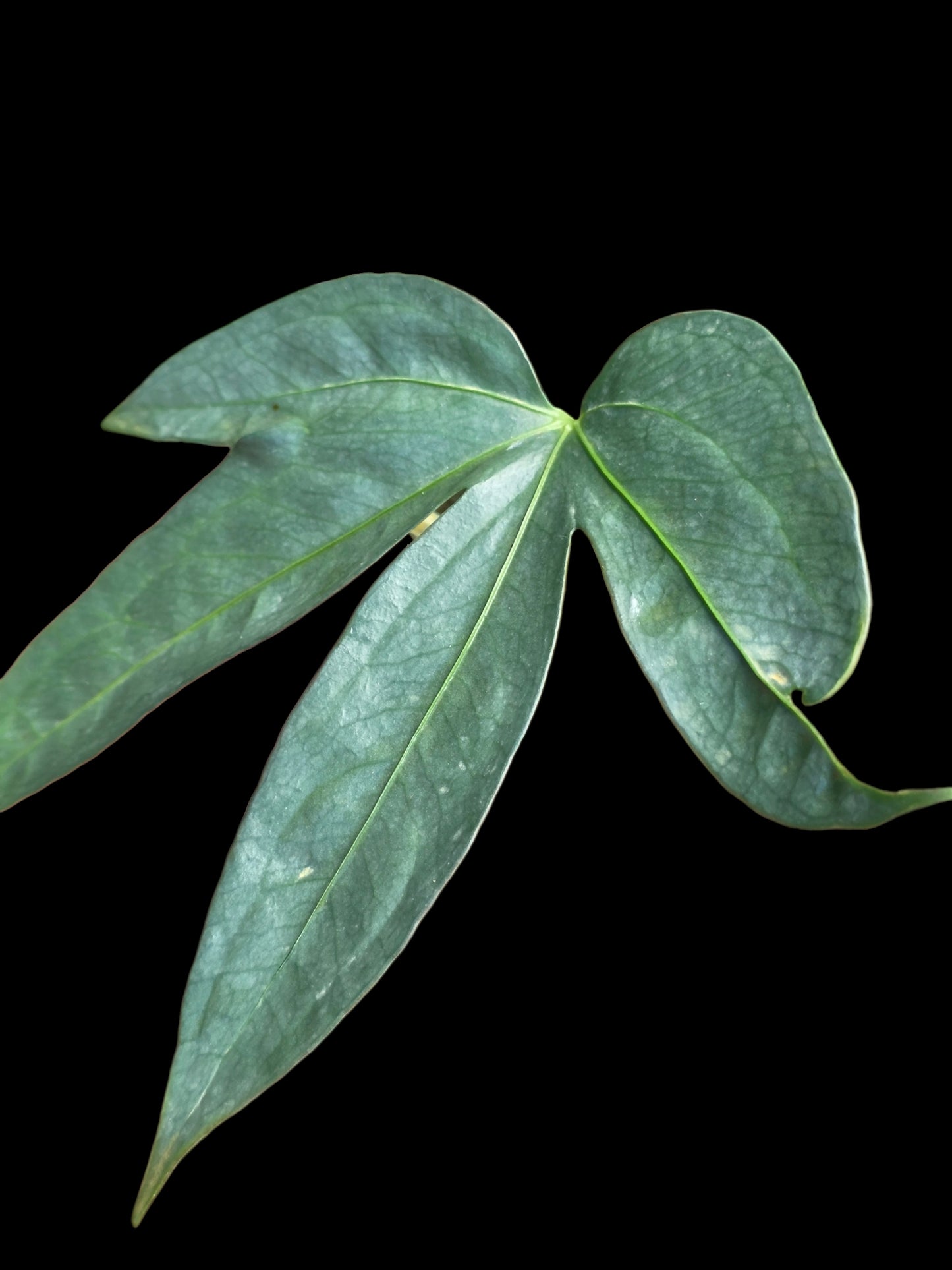 Anthurium sp. "Silver Fingers" Wild Ecotype (EXACT PLANT)
