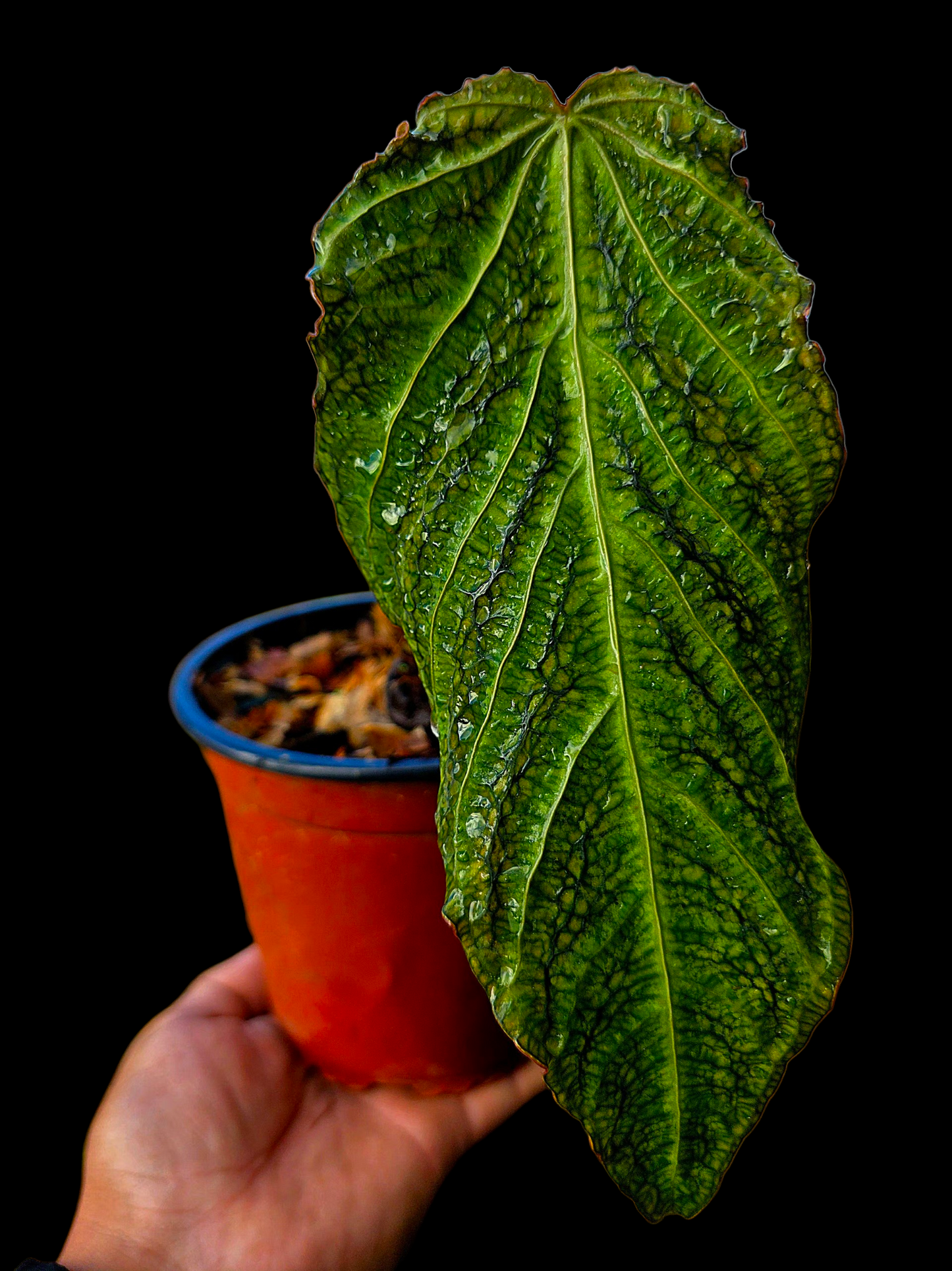 Anthurium sp. 'Andinum Lattice Crispus' Metamorphosis Phenotype (EXACT PLANT)