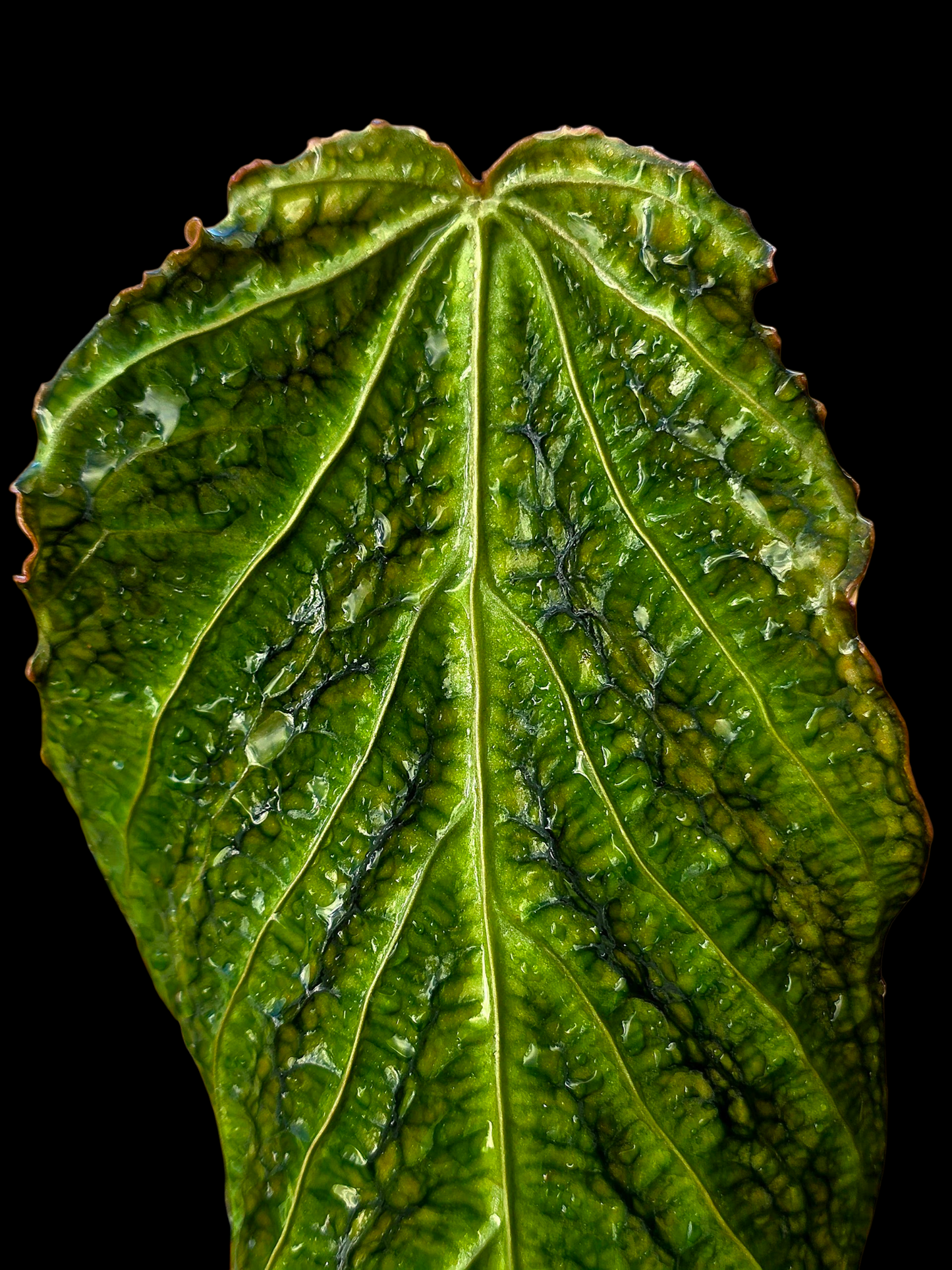 Anthurium sp. 'Andinum Lattice Crispus' Metamorphosis Phenotype (EXACT PLANT)
