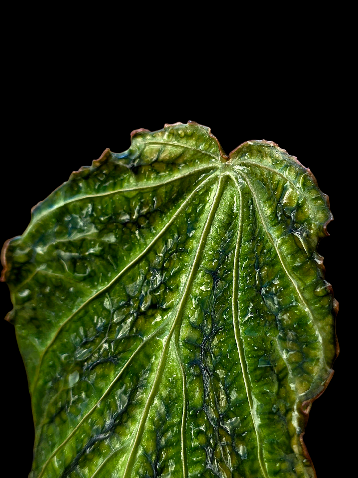 Anthurium sp. 'Andinum Lattice Crispus' Metamorphosis Phenotype (EXACT PLANT)
