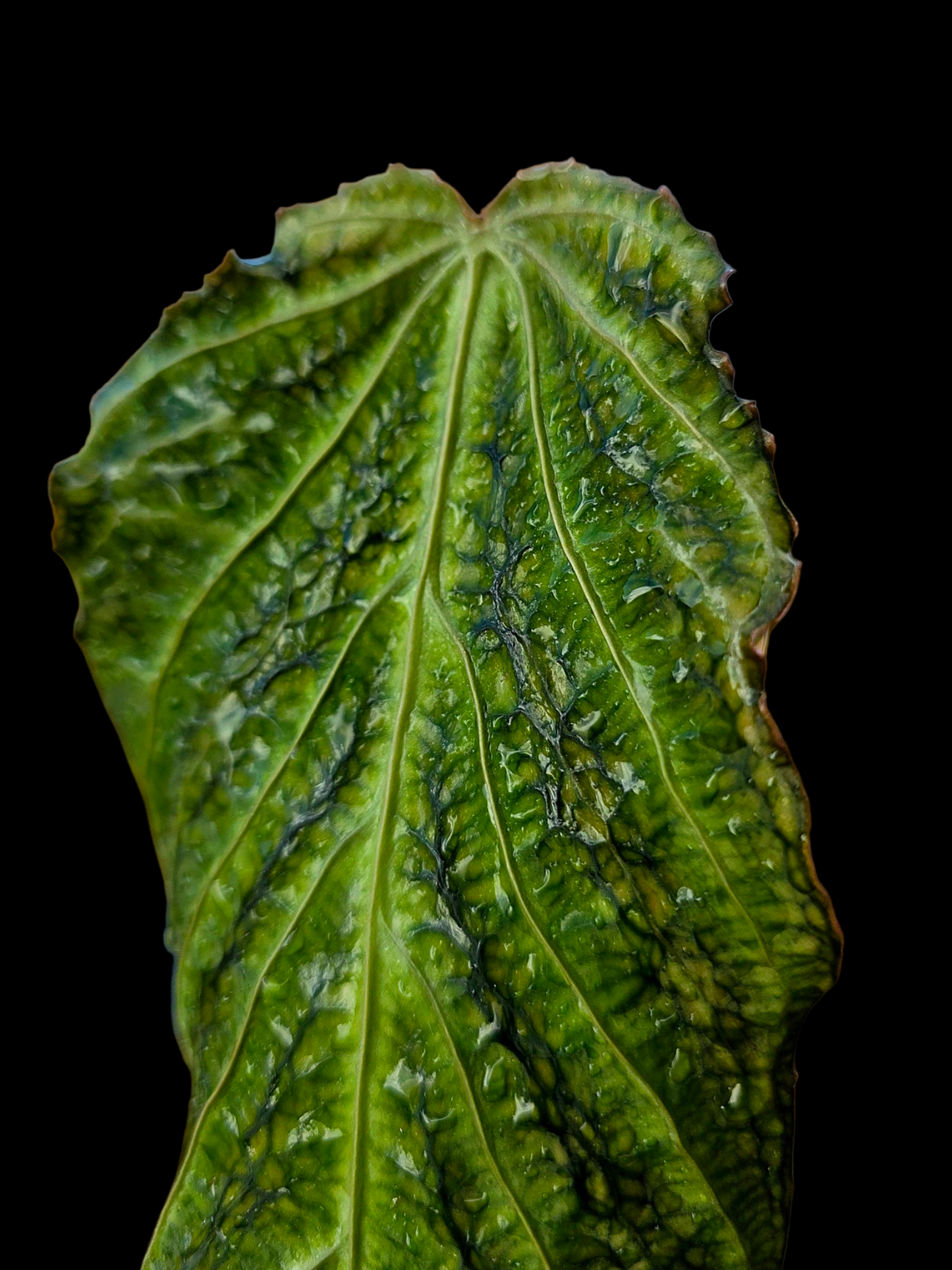 Anthurium sp. 'Andinum Lattice Crispus' Metamorphosis Phenotype (EXACT PLANT)