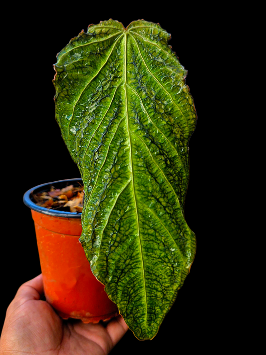 Anthurium sp. 'Andinum Lattice Crispus' Metamorphosis Phenotype (EXACT PLANT)