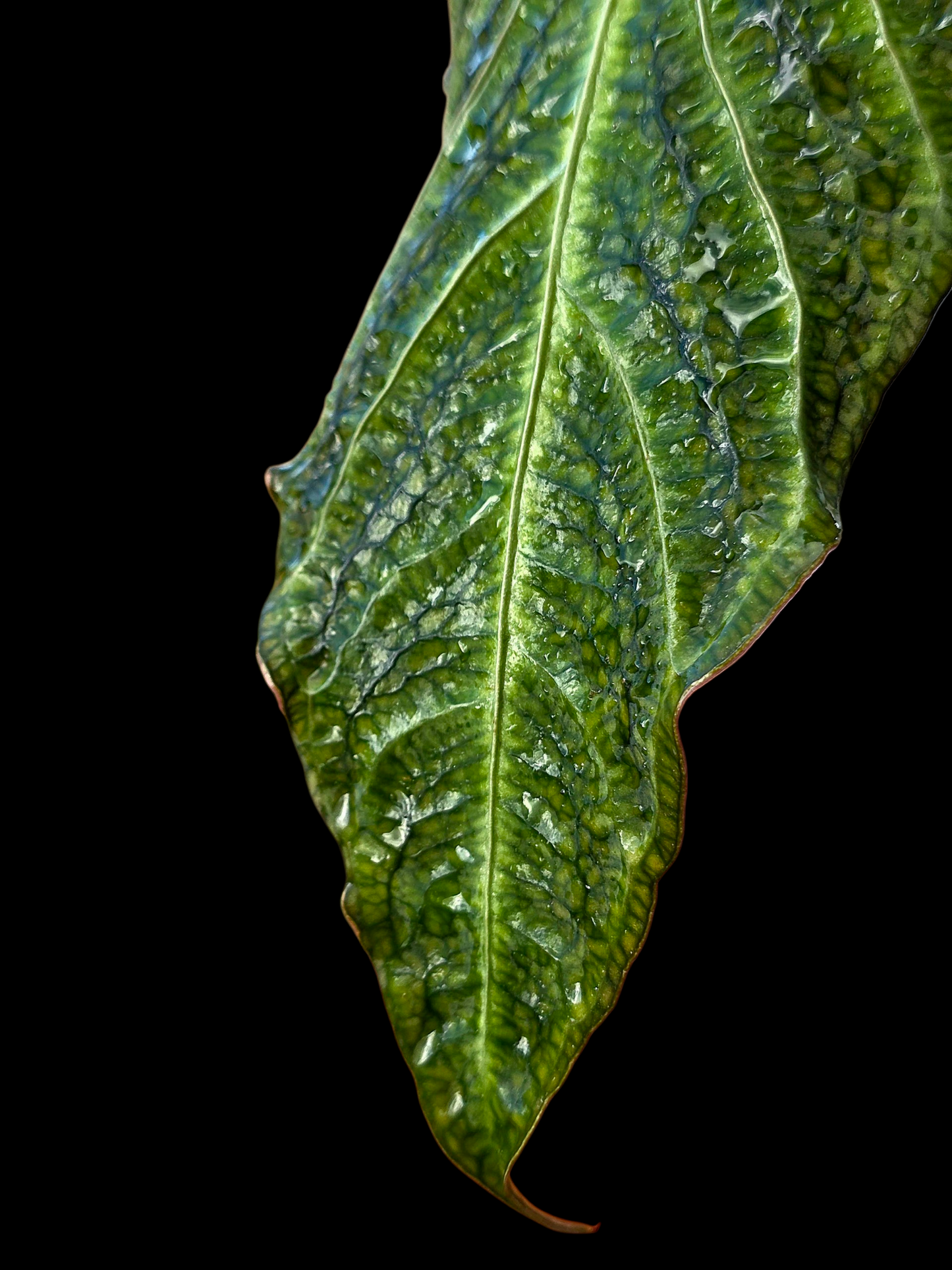 Anthurium sp. 'Andinum Lattice Crispus' Metamorphosis Phenotype (EXACT PLANT)