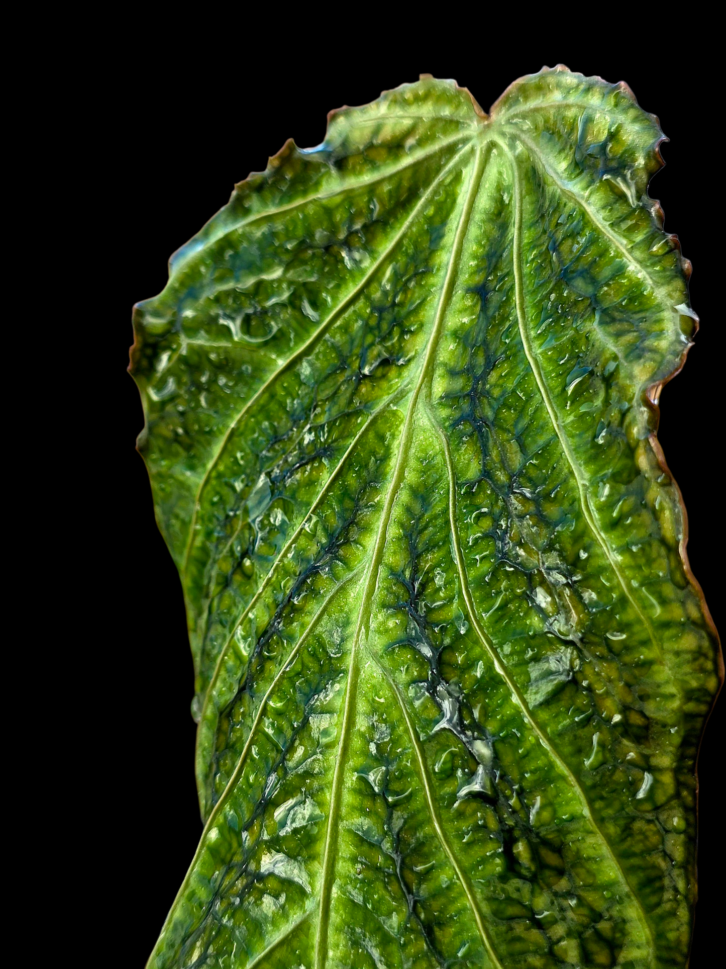 Anthurium sp. 'Andinum Lattice Crispus' Metamorphosis Phenotype (EXACT PLANT)