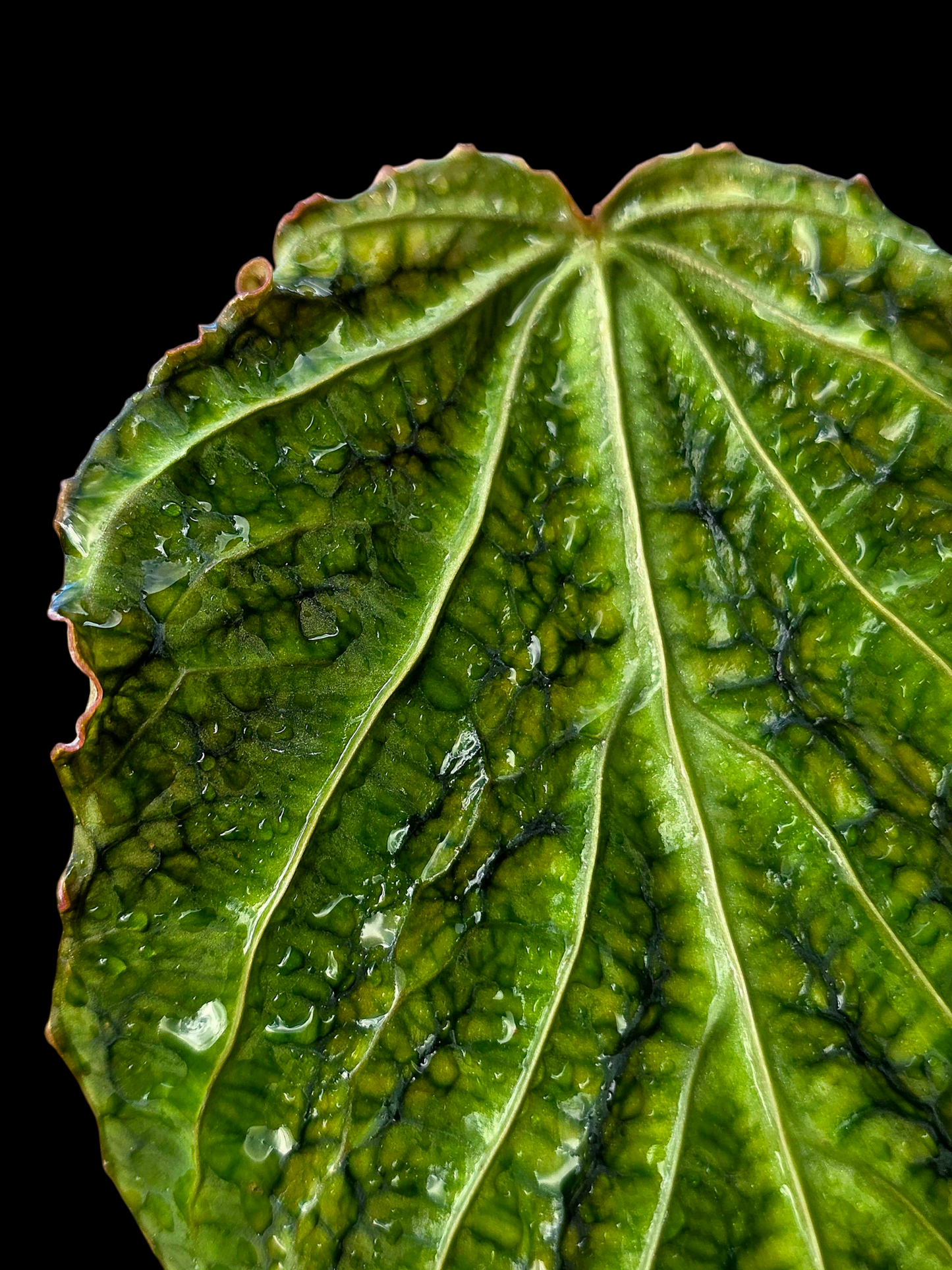 Anthurium sp. 'Andinum Lattice Crispus' Metamorphosis Phenotype (EXACT PLANT)