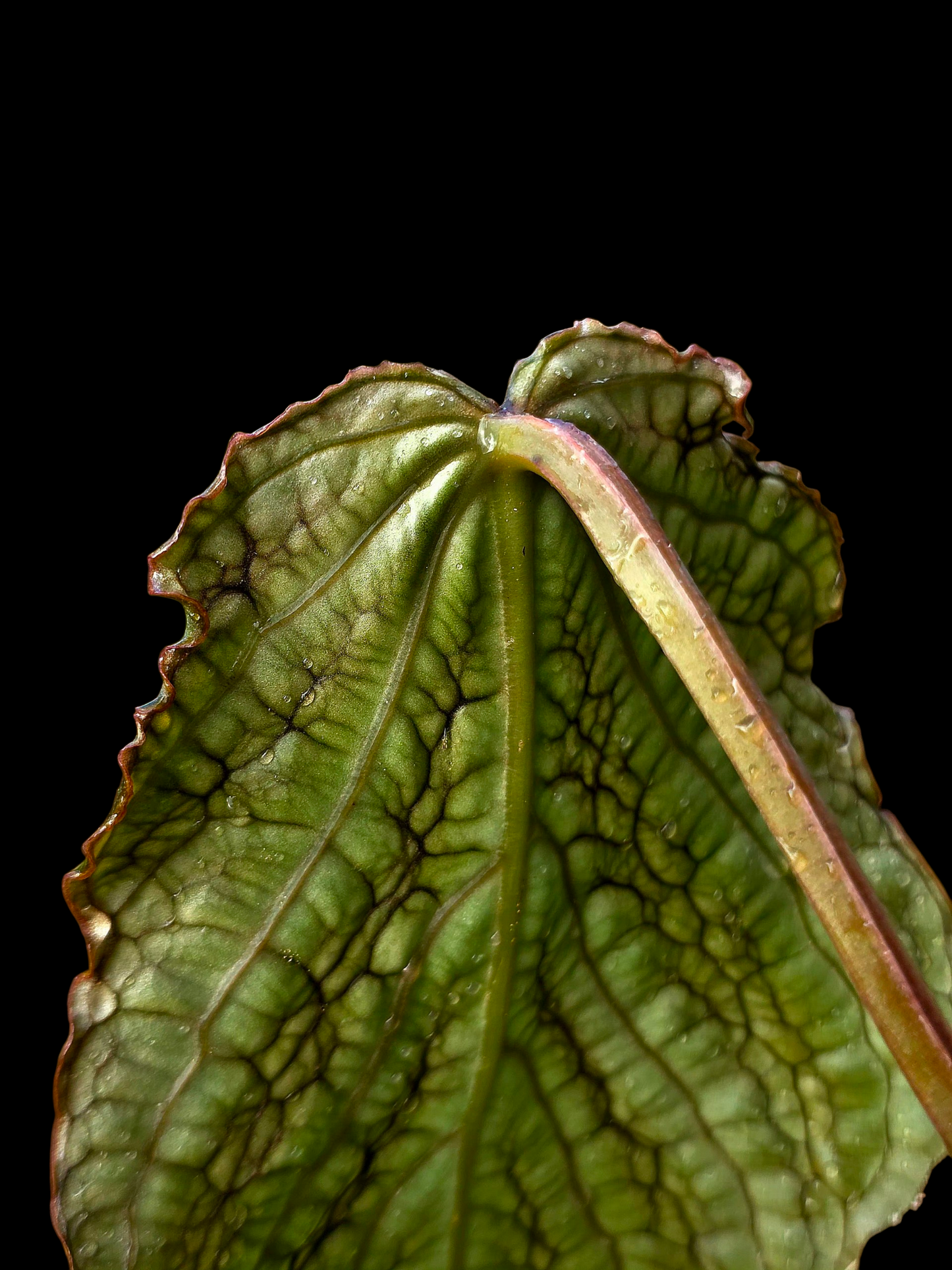 Anthurium sp. 'Andinum Lattice Crispus' Metamorphosis Phenotype (EXACT PLANT)