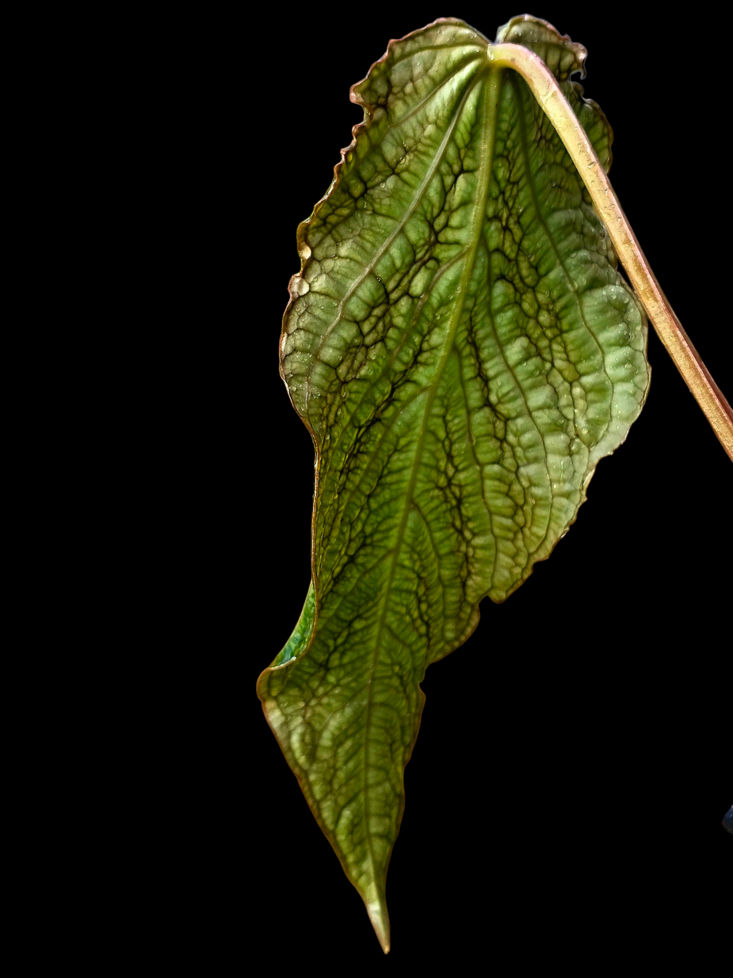 Anthurium sp. 'Andinum Lattice Crispus' Metamorphosis Phenotype (EXACT PLANT)