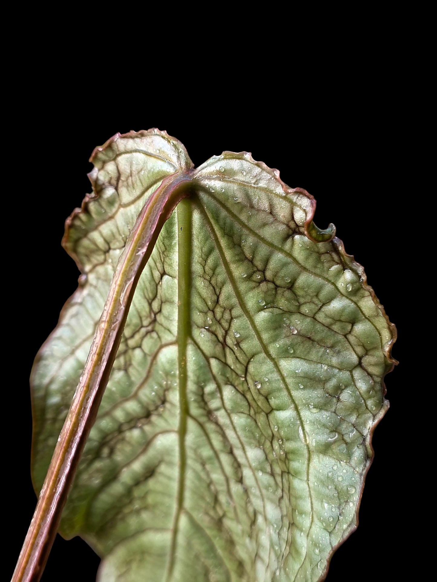Anthurium sp. 'Andinum Lattice Crispus' Metamorphosis Phenotype (EXACT PLANT)