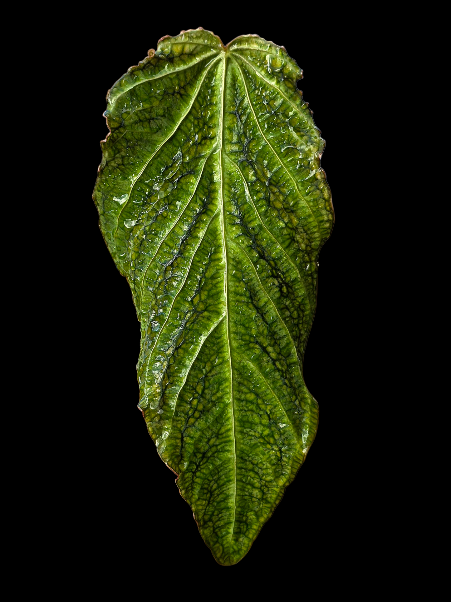Anthurium sp. 'Andinum Lattice Crispus' Metamorphosis Phenotype (EXACT PLANT)