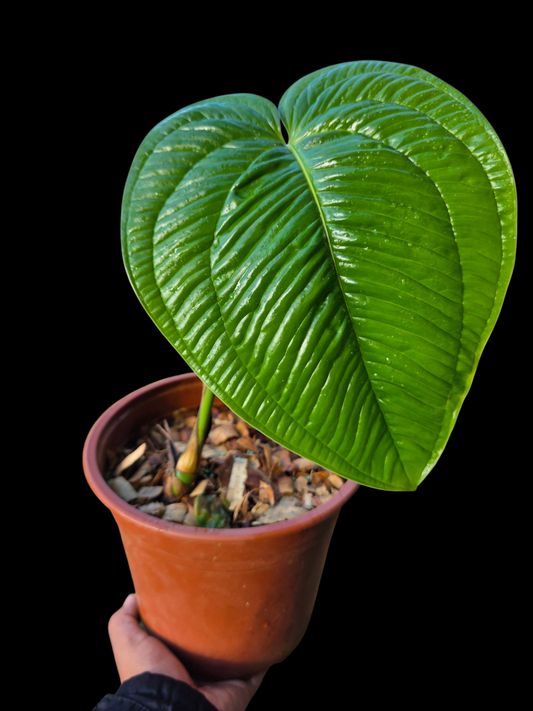 Anthurium Garskinii Croat BIG PLANT (EXACT PLANT)