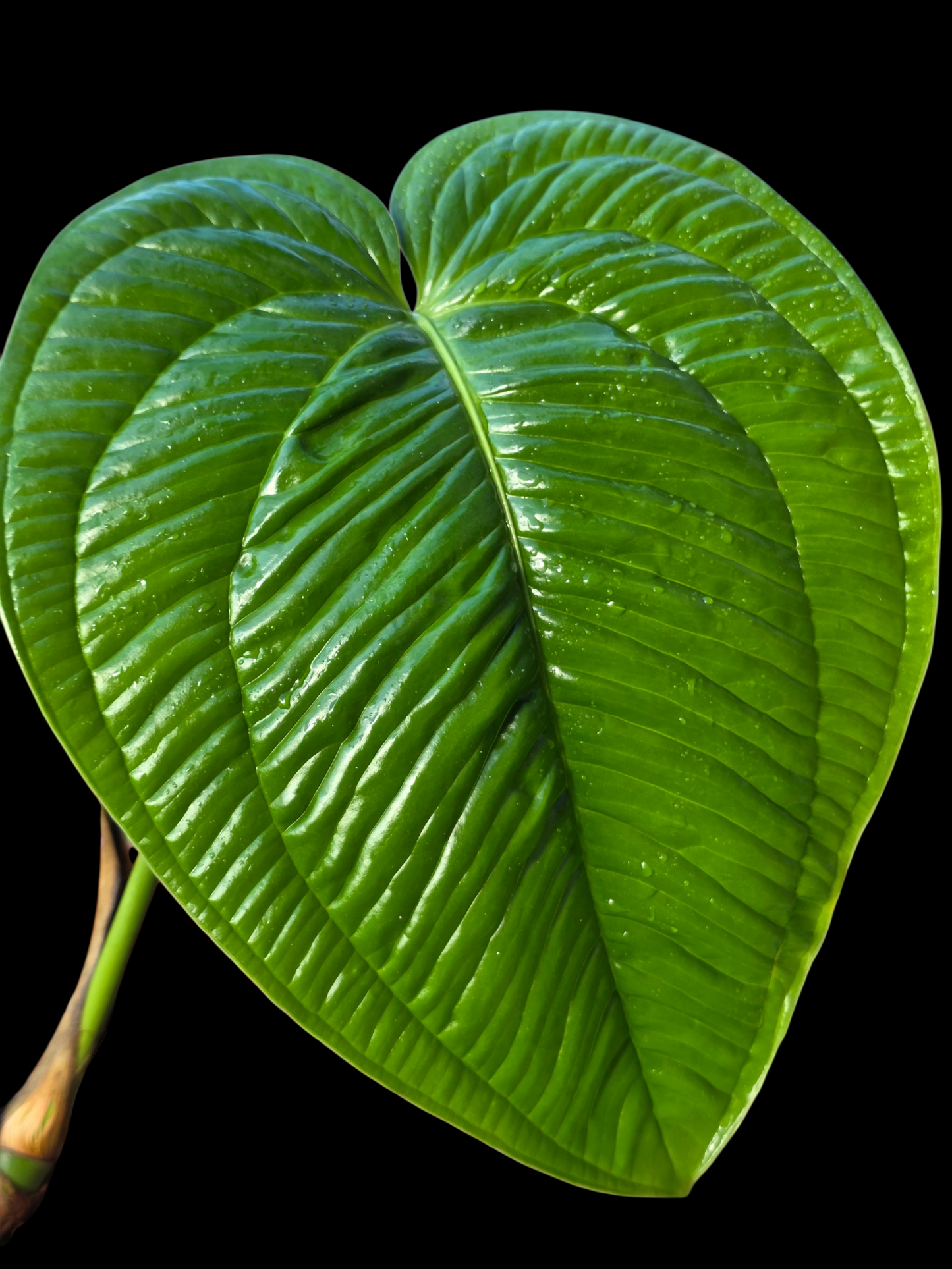 Anthurium Garskinii Croat BIG PLANT (EXACT PLANT)