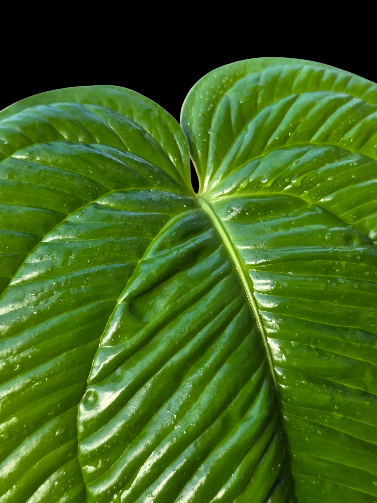 Anthurium Garskinii Croat BIG PLANT (EXACT PLANT)