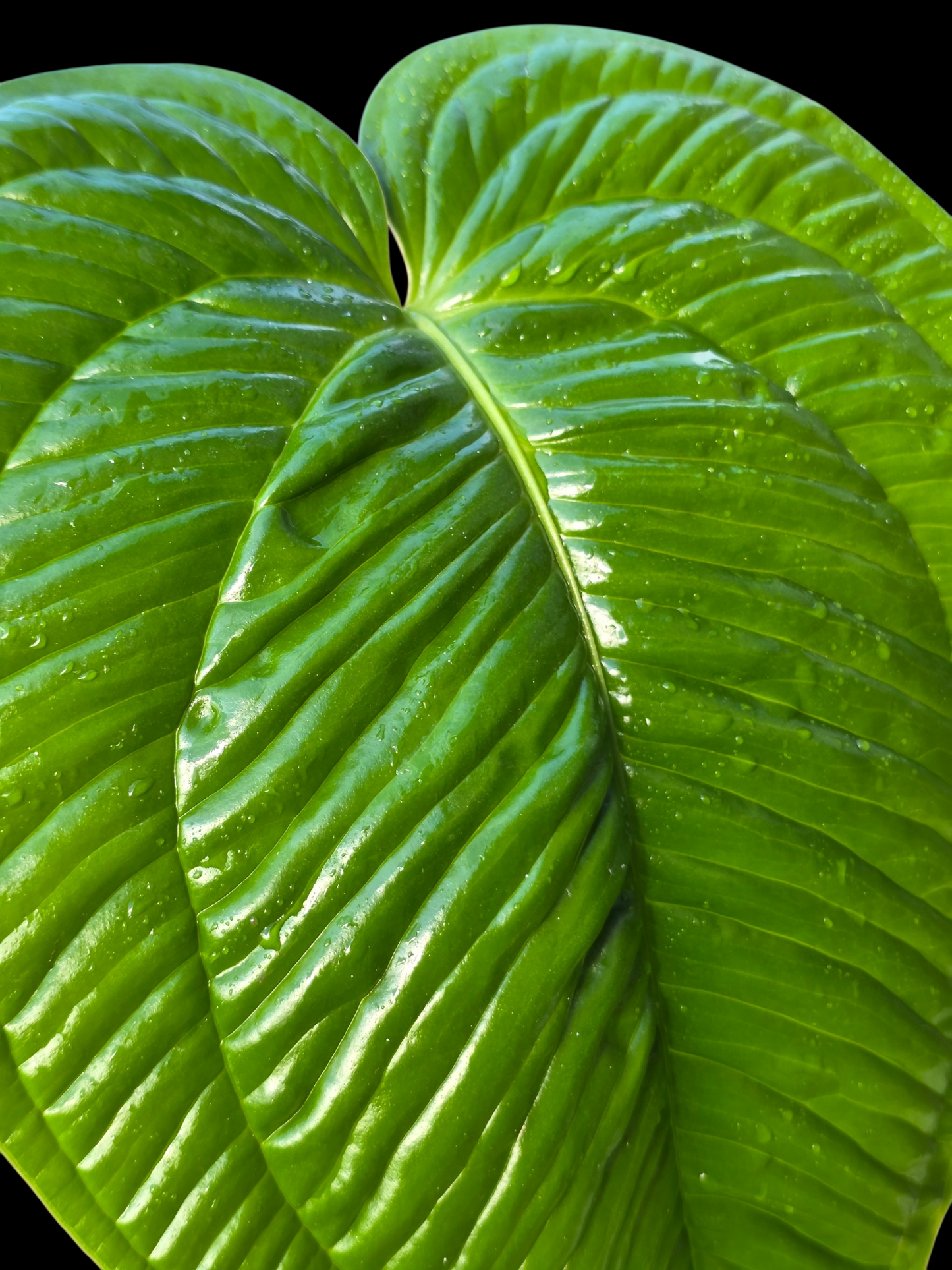 Anthurium Garskinii Croat BIG PLANT (EXACT PLANT)