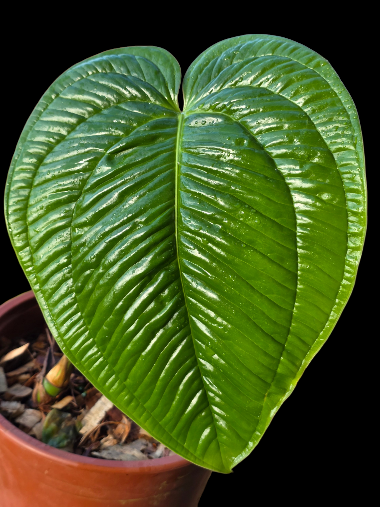 Anthurium Garskinii Croat BIG PLANT (EXACT PLANT)