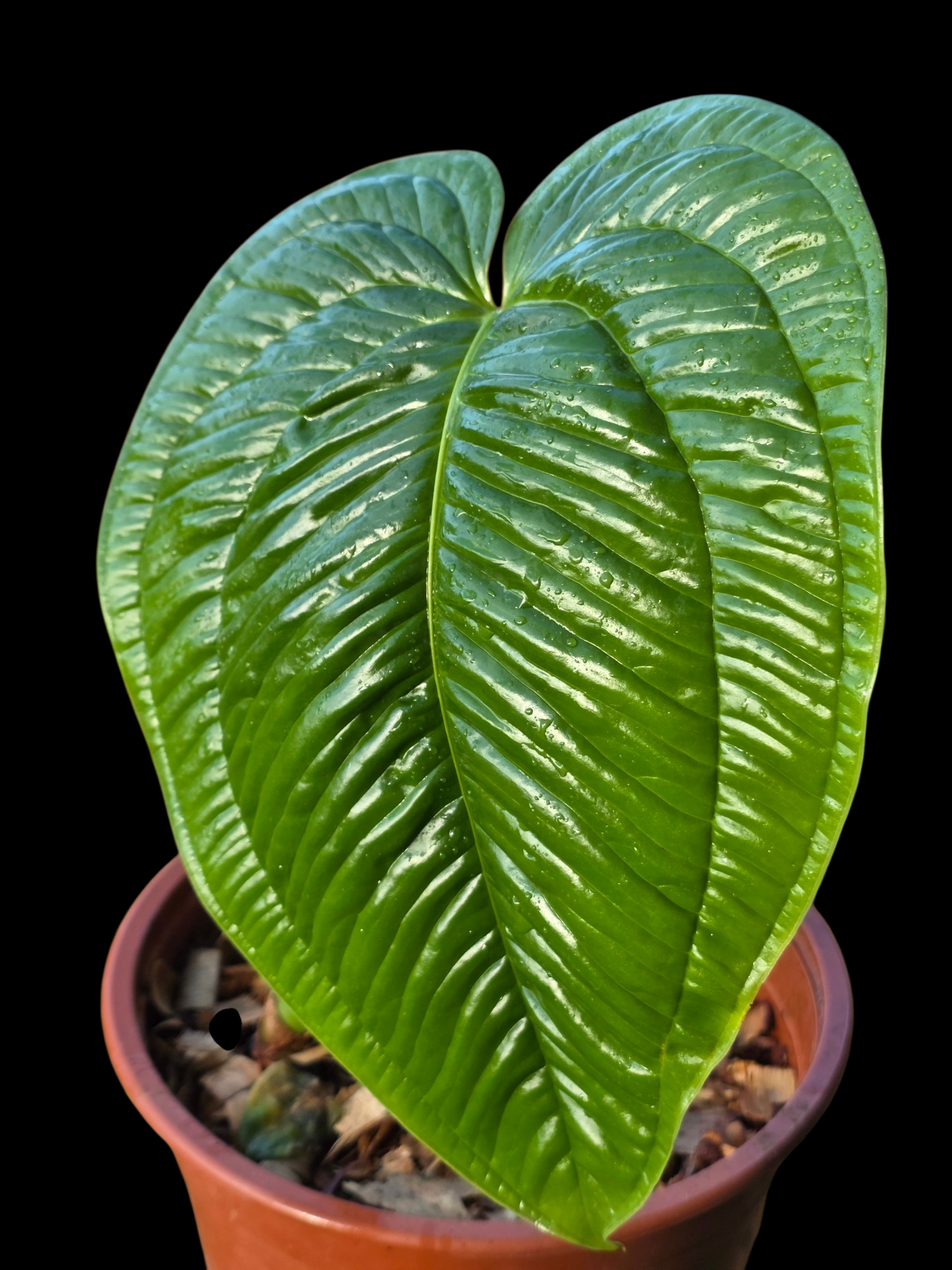 Anthurium Garskinii Croat BIG PLANT (EXACT PLANT)