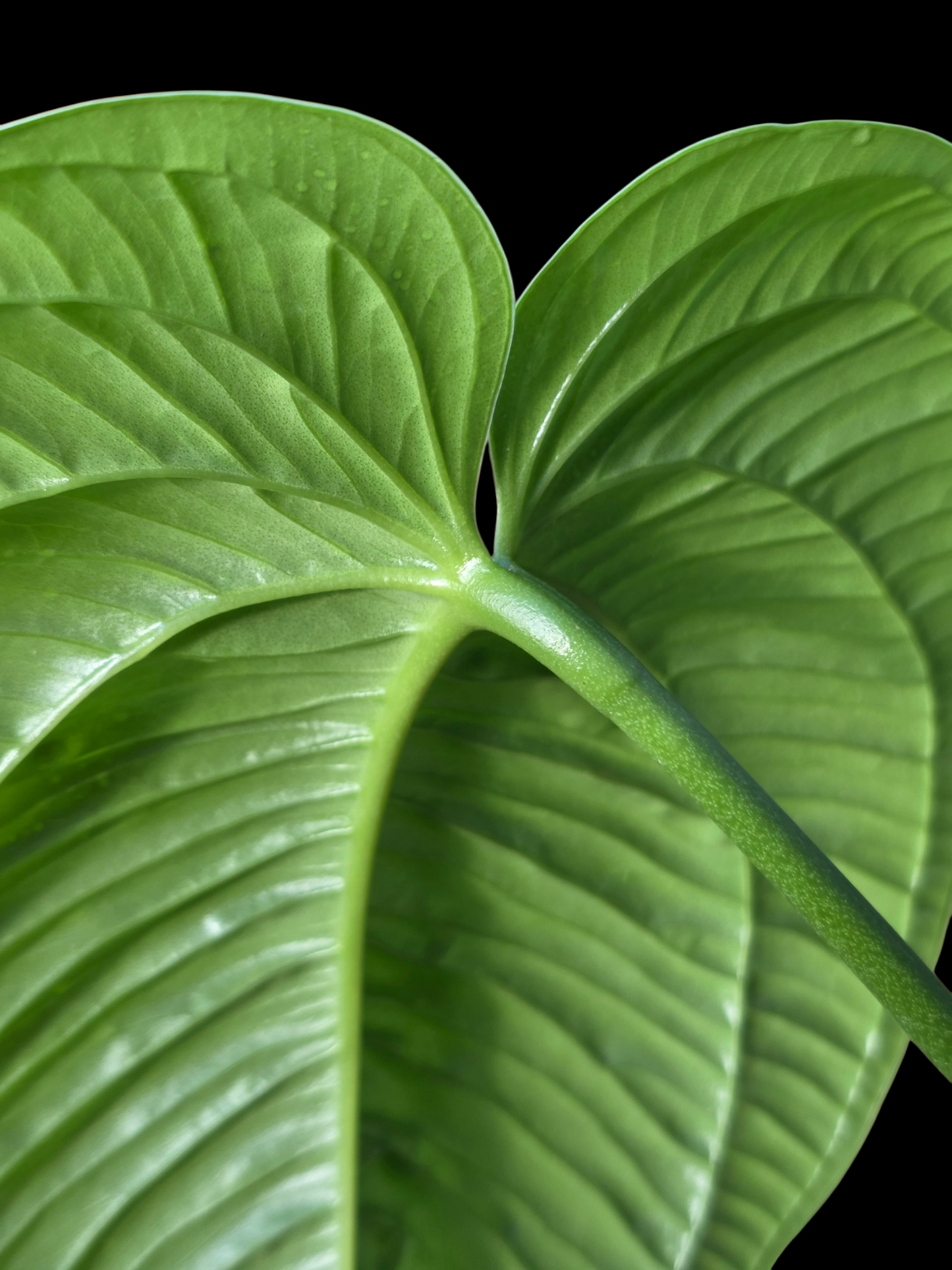 Anthurium Garskinii Croat BIG PLANT (EXACT PLANT)