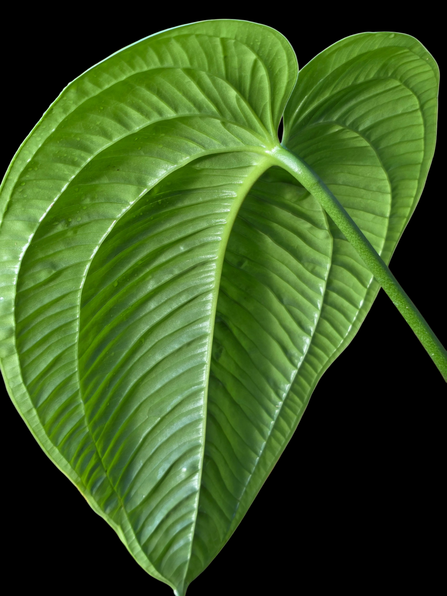 Anthurium Garskinii Croat BIG PLANT (EXACT PLANT)