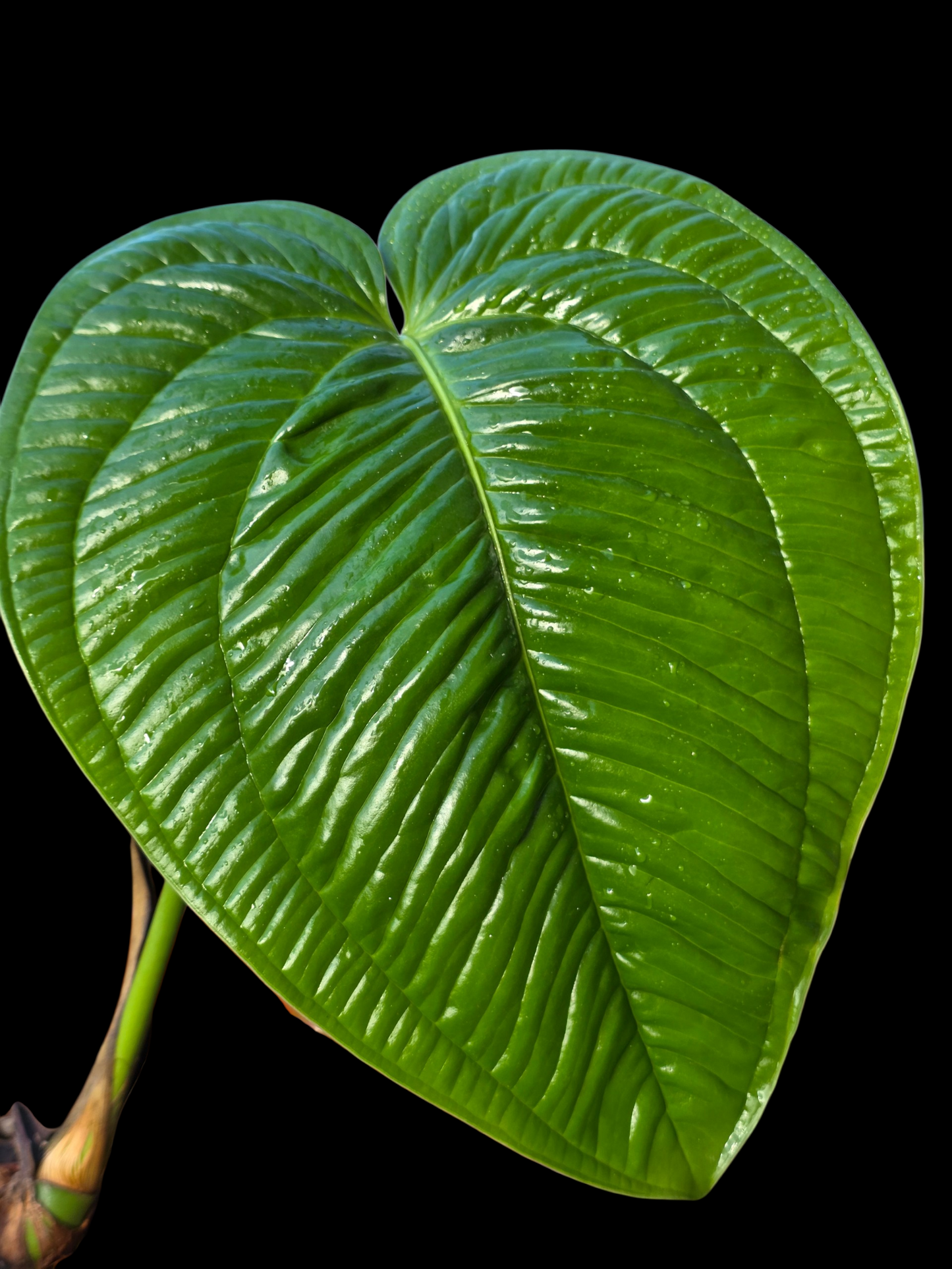 Anthurium Garskinii Croat BIG PLANT (EXACT PLANT)