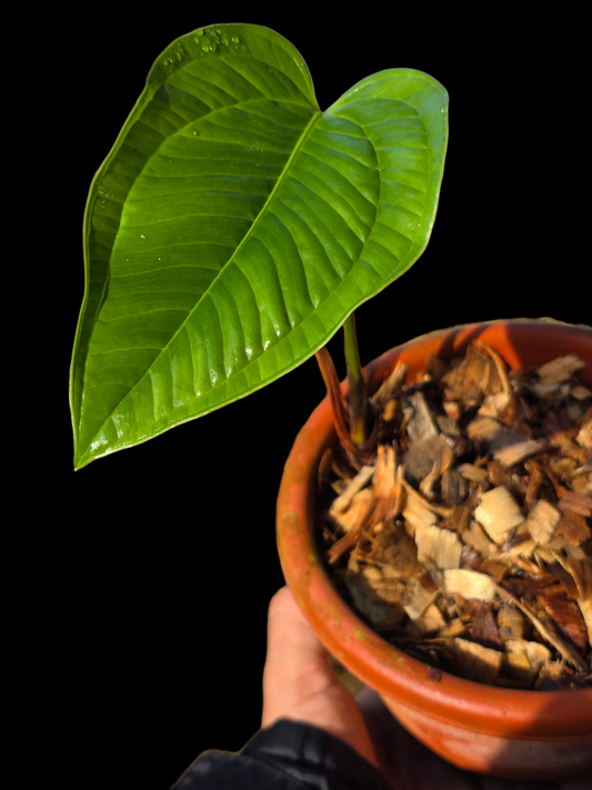 Anthurium Garskinii Croat (EXACT PLANT)