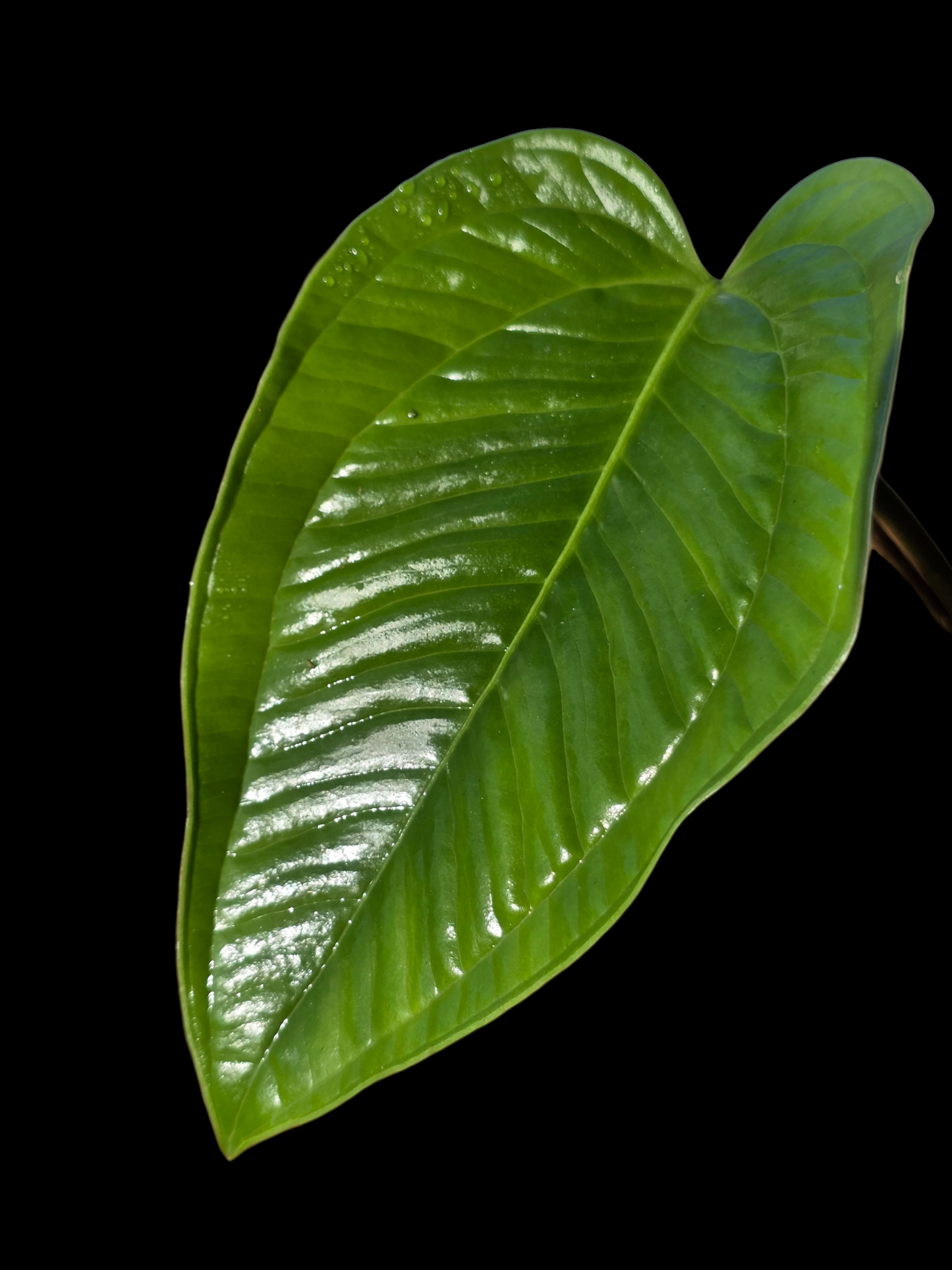 Anthurium Garskinii Croat (EXACT PLANT)