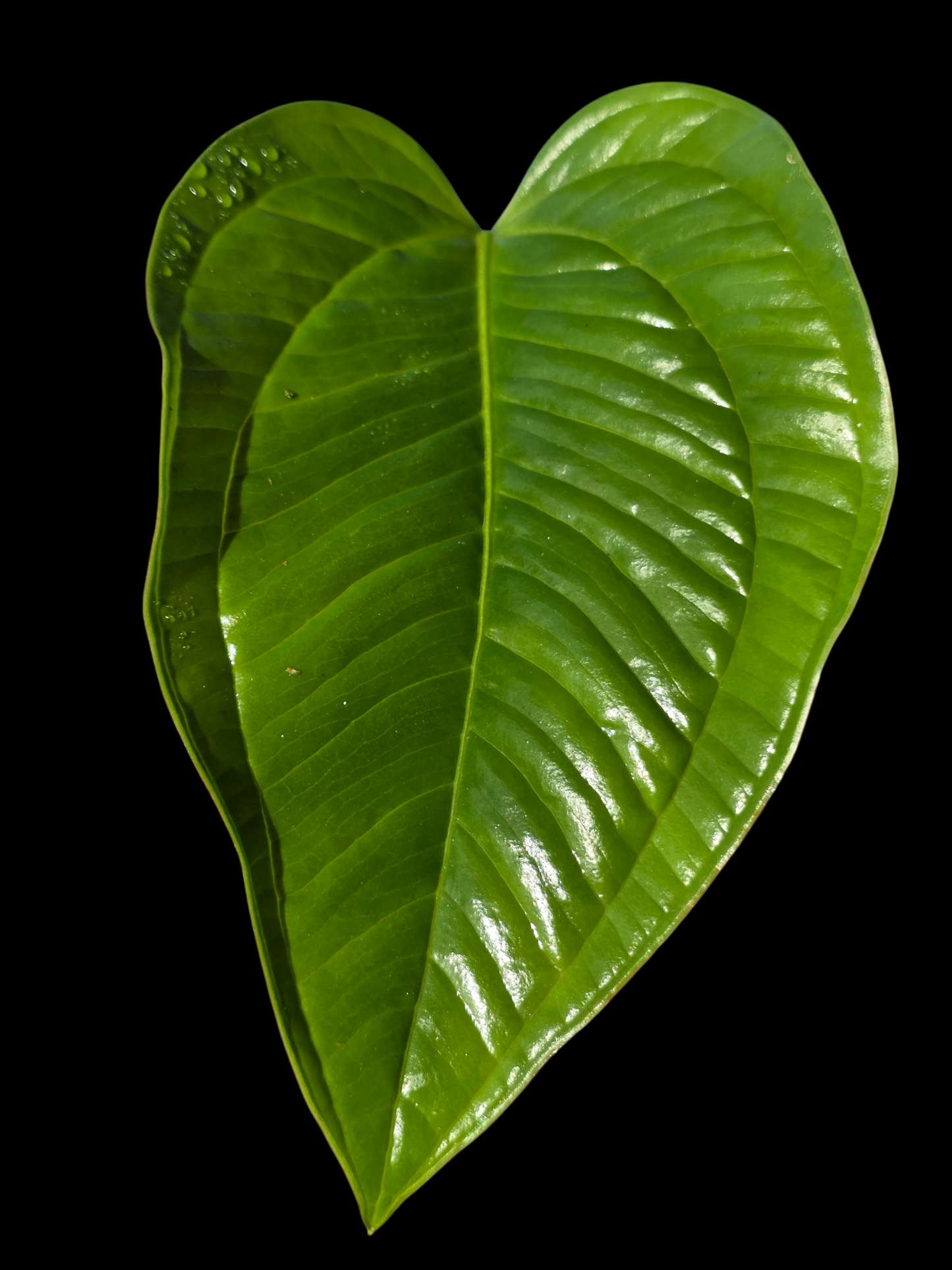 Anthurium Garskinii Croat (EXACT PLANT)
