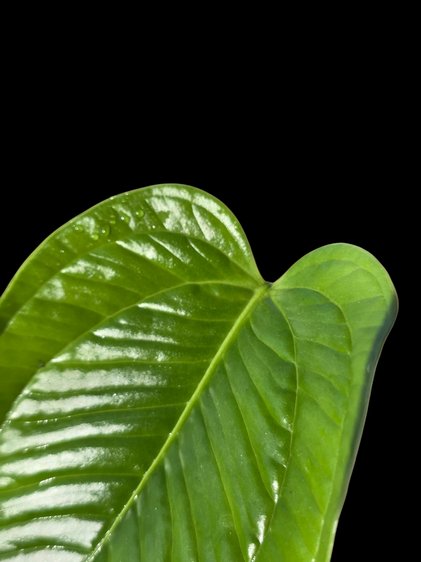 Anthurium Garskinii Croat (EXACT PLANT)