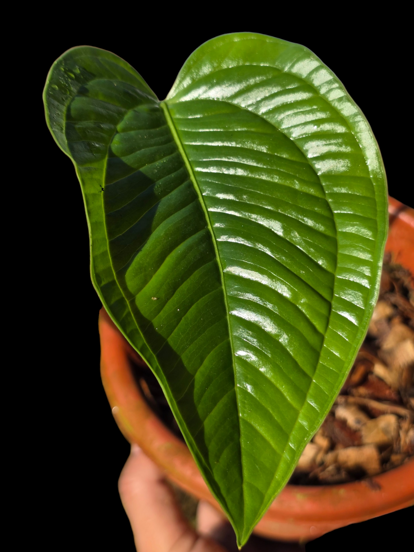 Anthurium Garskinii Croat (EXACT PLANT)