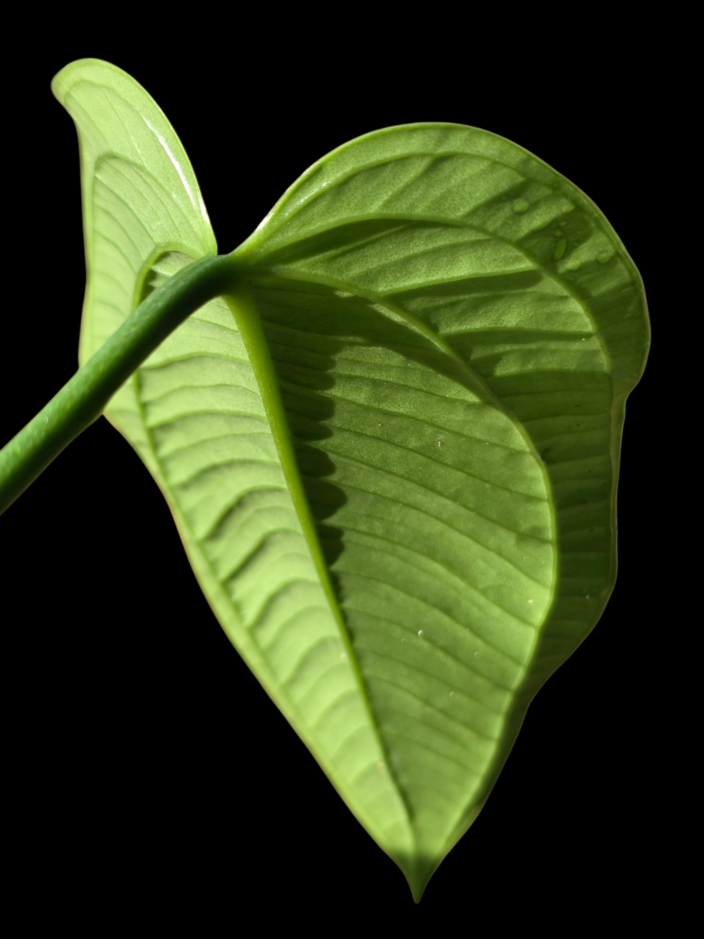 Anthurium Garskinii Croat (EXACT PLANT)