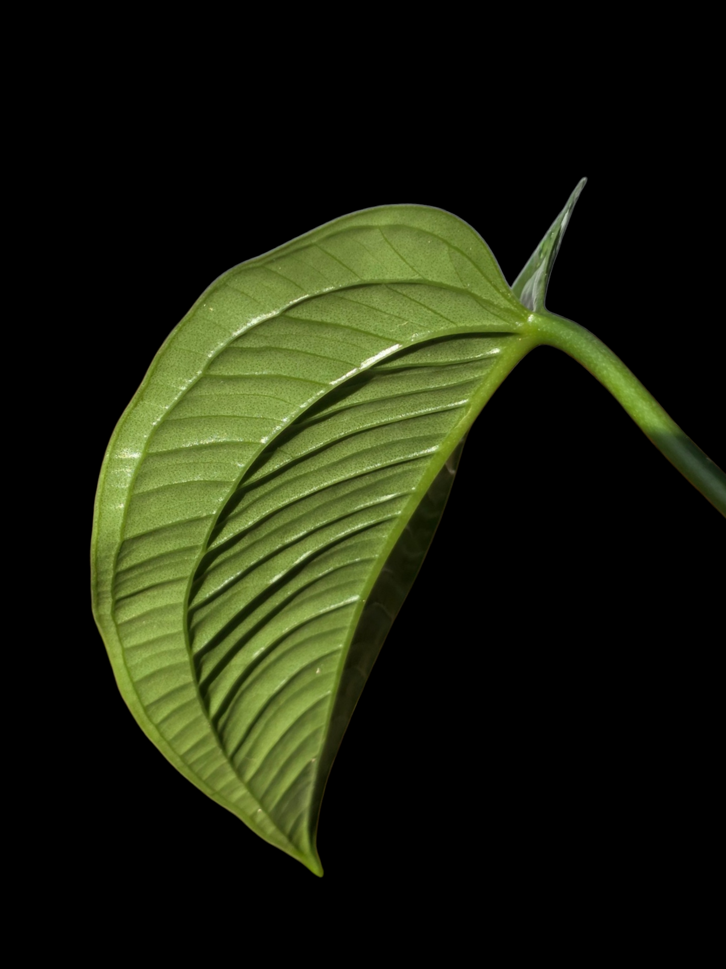 Anthurium Garskinii Croat (EXACT PLANT)