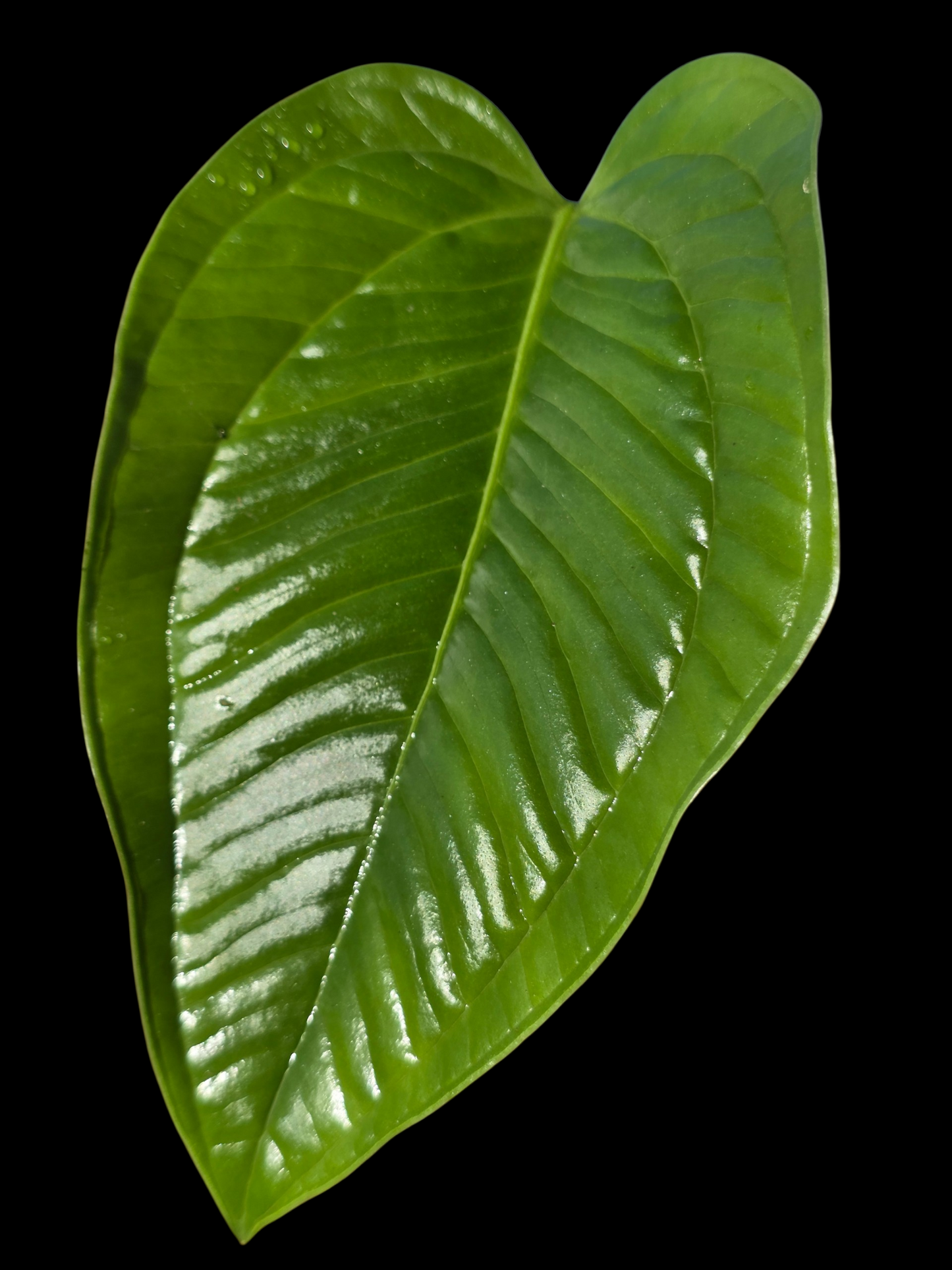 Anthurium Garskinii Croat (EXACT PLANT)