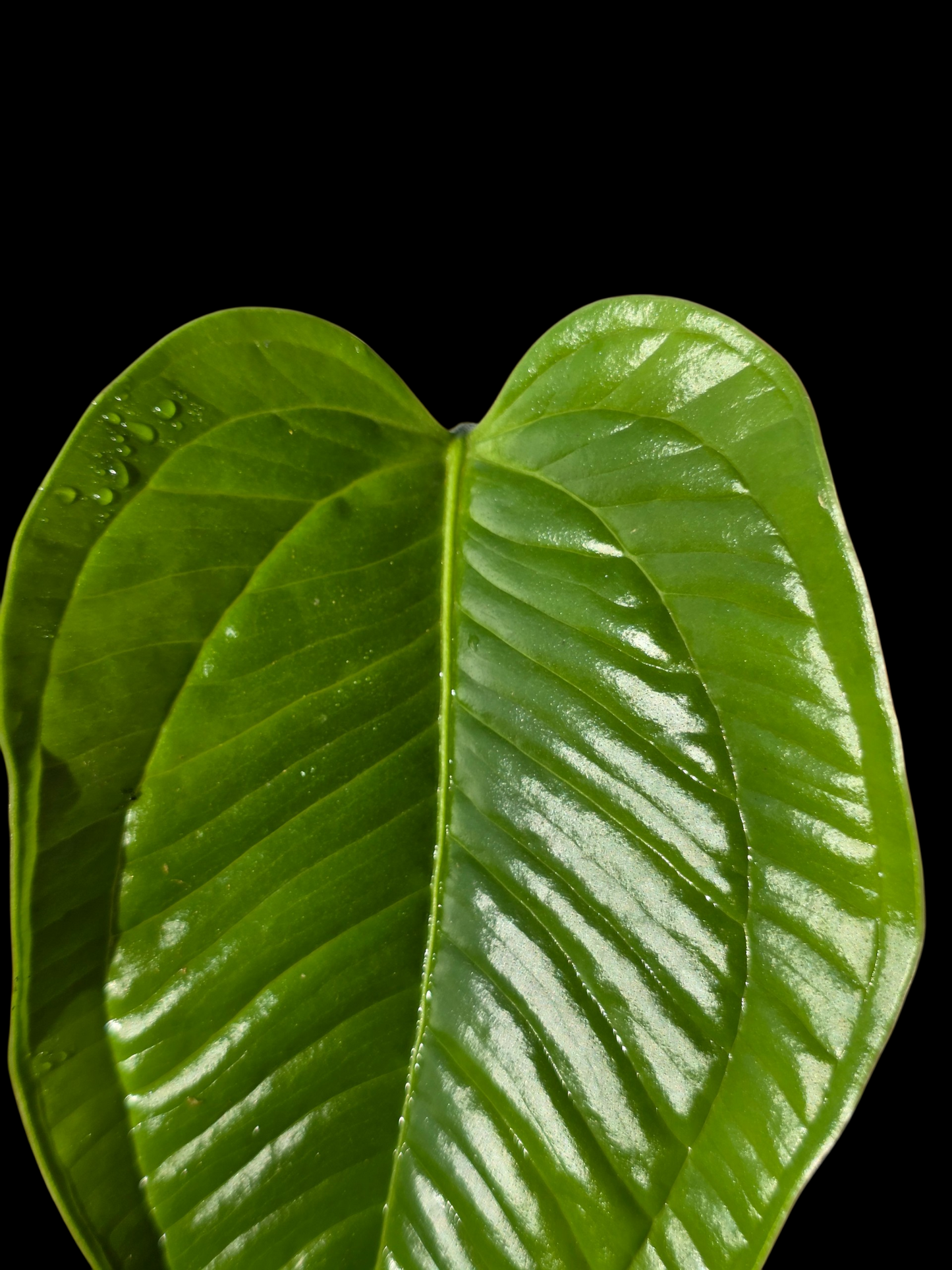 Anthurium Garskinii Croat (EXACT PLANT)