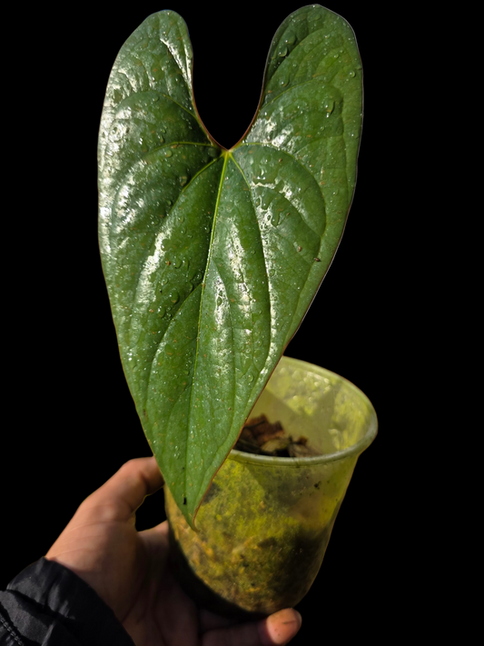Anthurium sp. 'Shapaja Silver' Red Petiole Wild Ecotype (EXACT PLANT)