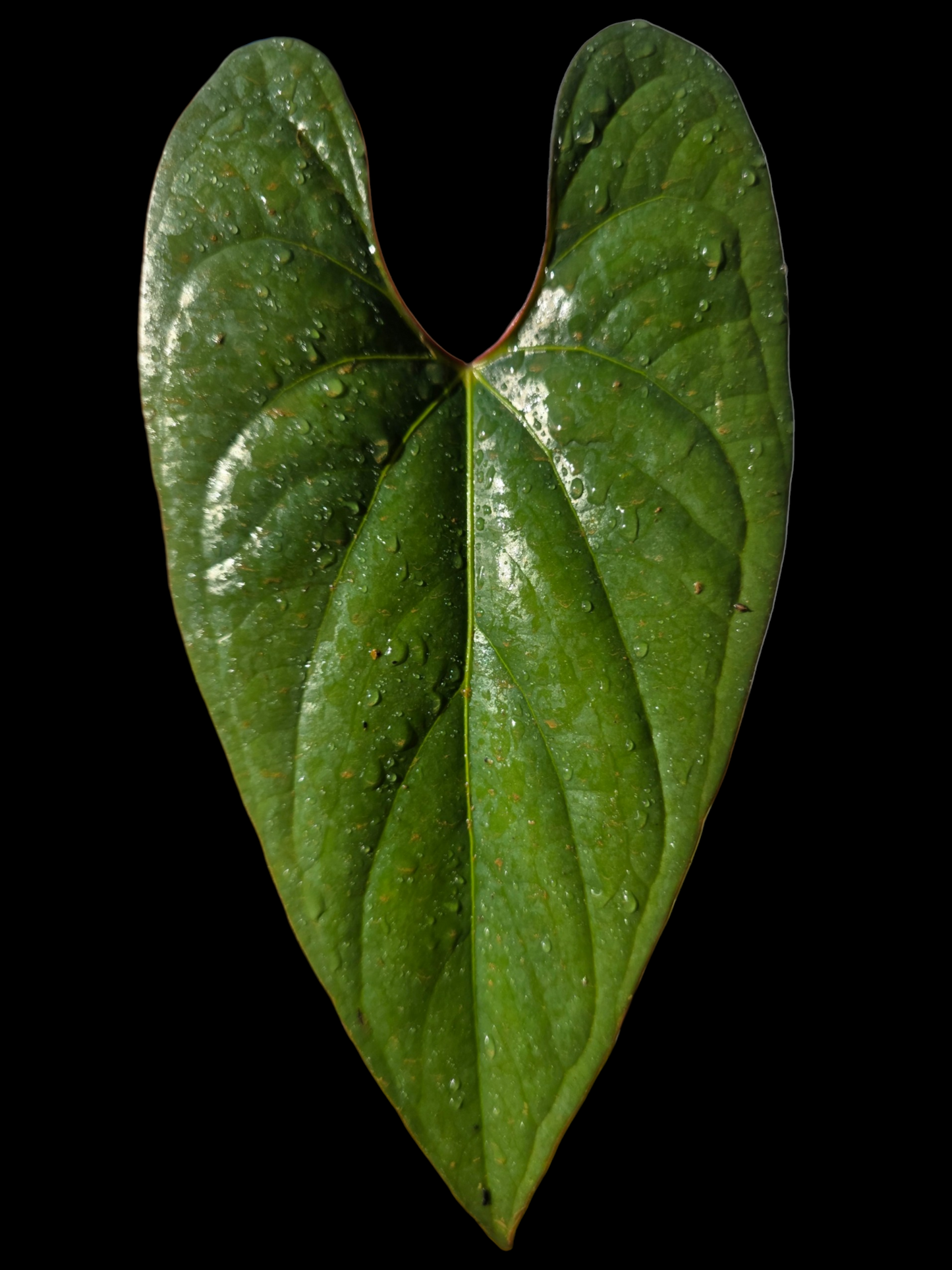 Anthurium sp. 'Shapaja Silver' Red Petiole Wild Ecotype (EXACT PLANT)