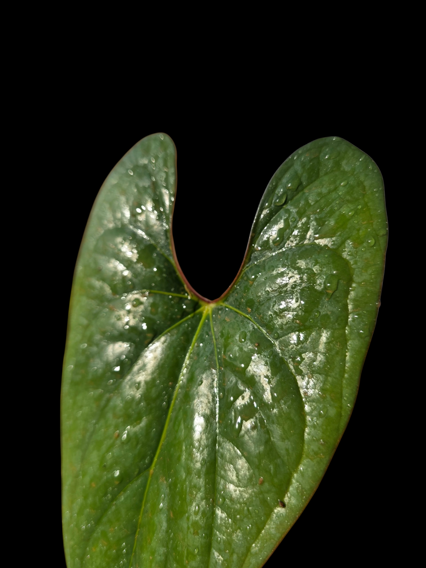 Anthurium sp. 'Shapaja Silver' Red Petiole Wild Ecotype (EXACT PLANT)