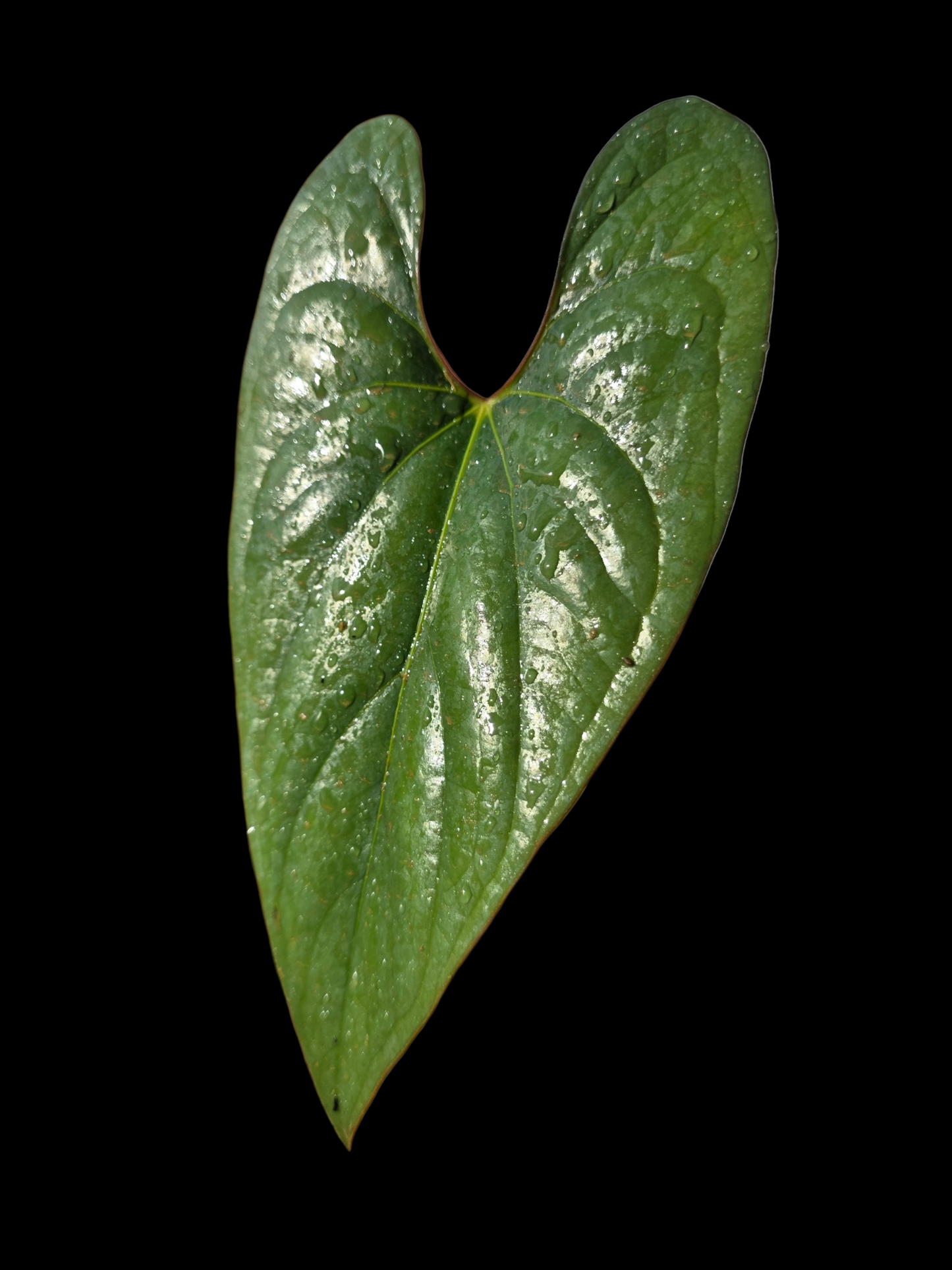 Anthurium sp. 'Shapaja Silver' Red Petiole Wild Ecotype (EXACT PLANT)