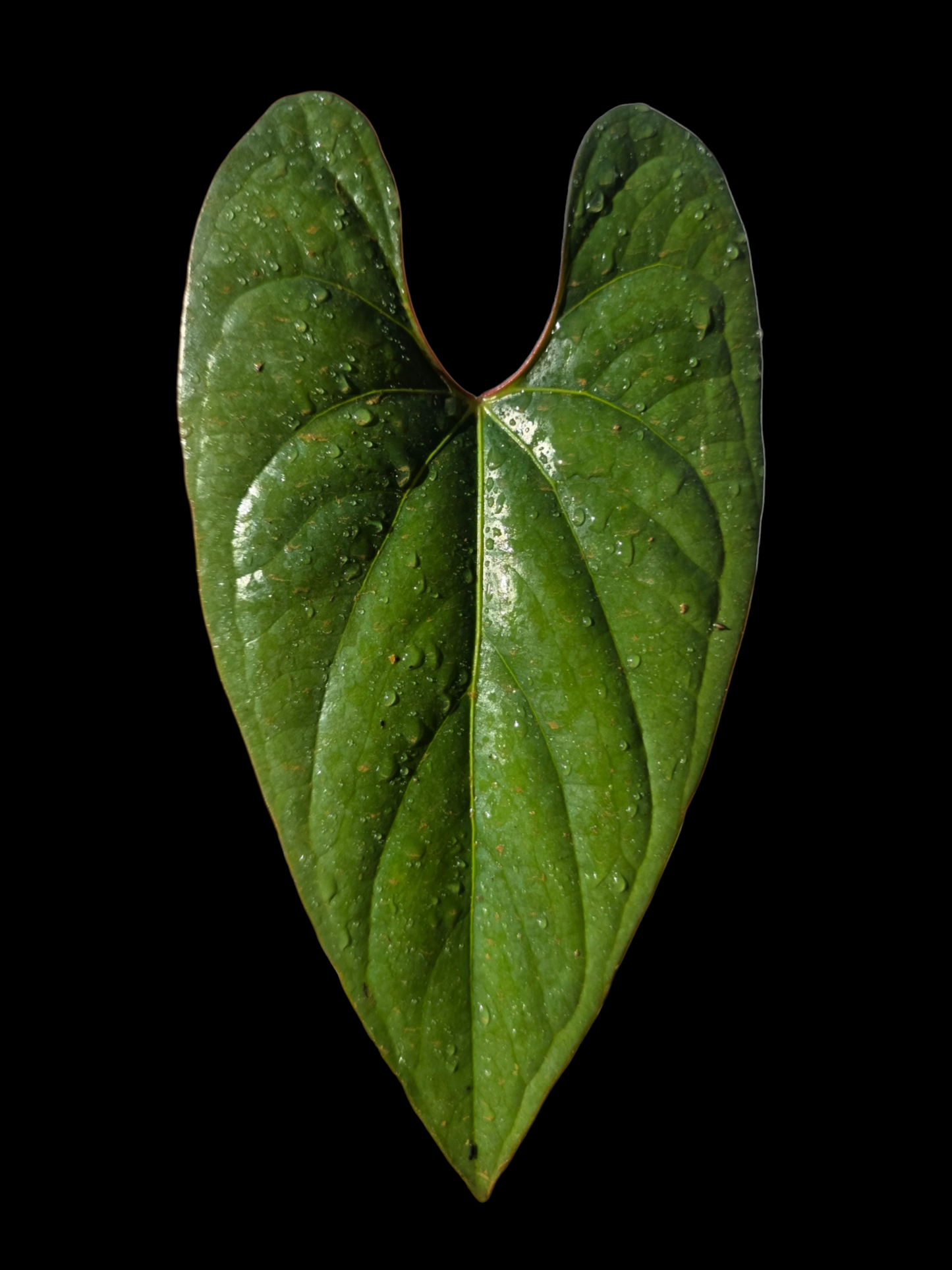 Anthurium sp. 'Shapaja Silver' Red Petiole Wild Ecotype (EXACT PLANT)
