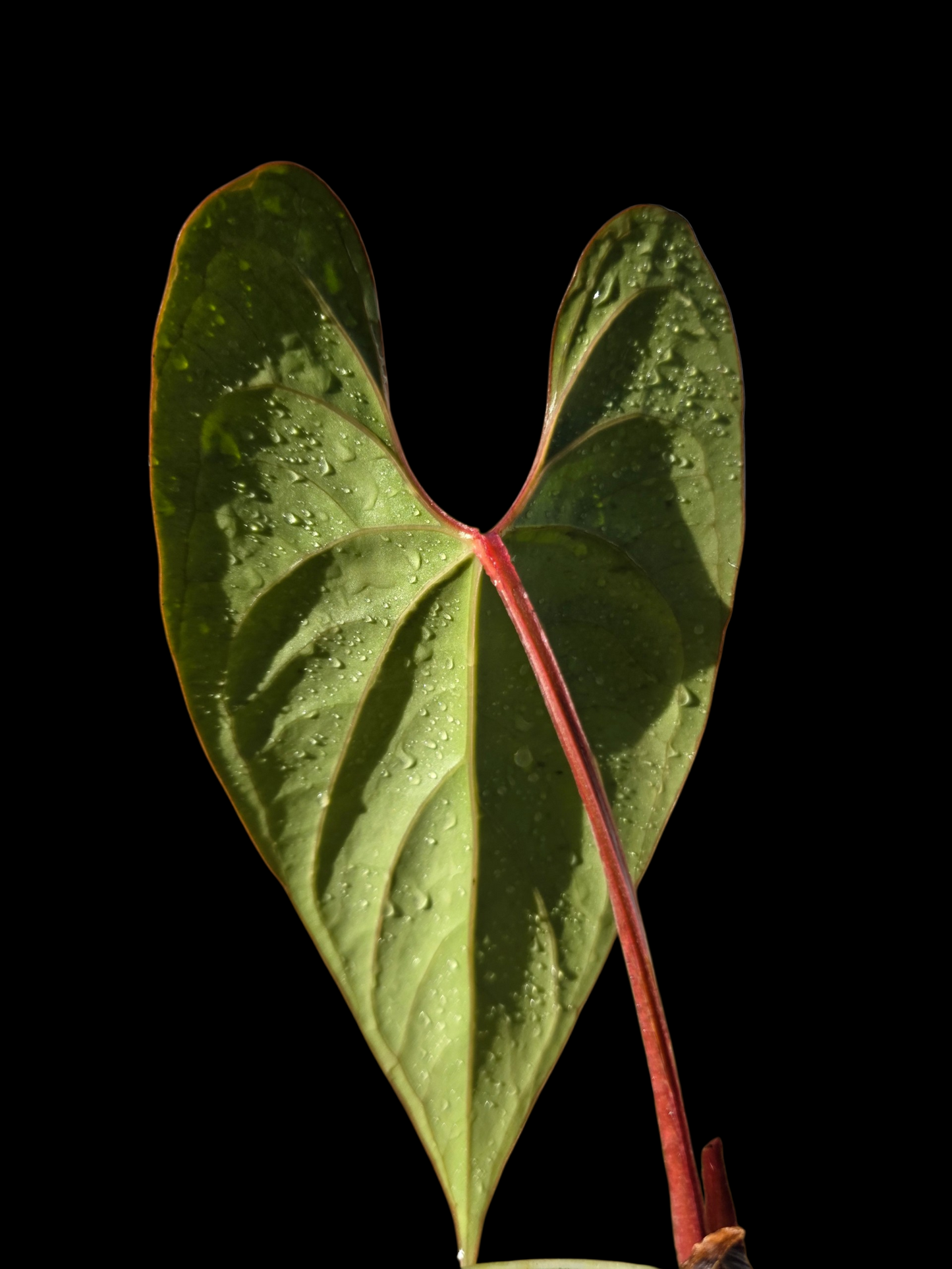 Anthurium sp. 'Shapaja Silver' Red Petiole Wild Ecotype (EXACT PLANT)