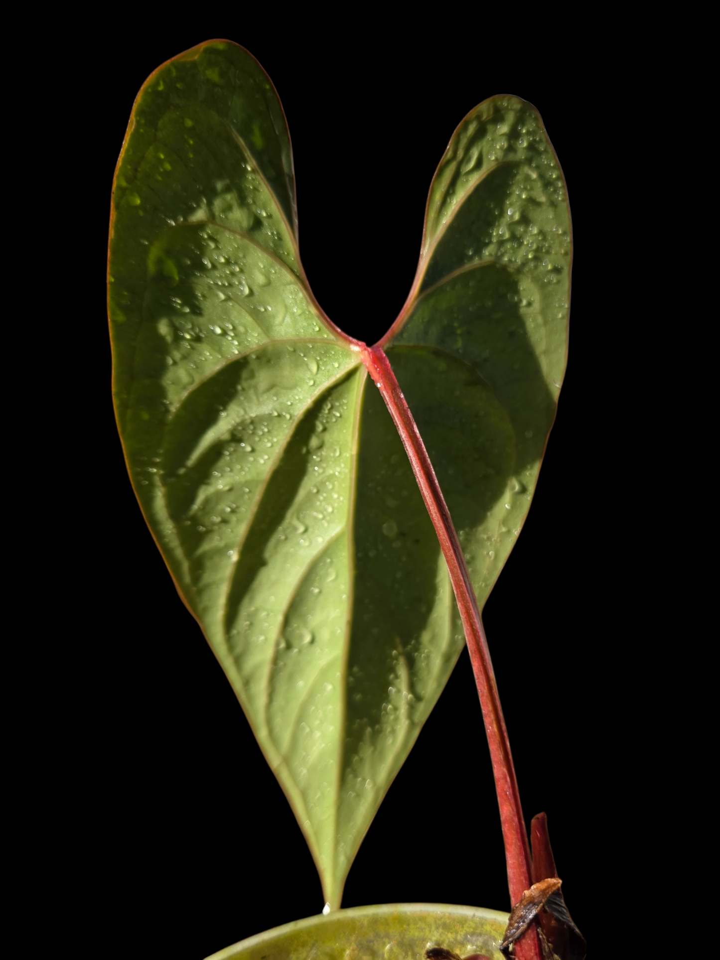 Anthurium sp. 'Shapaja Silver' Red Petiole Wild Ecotype (EXACT PLANT)