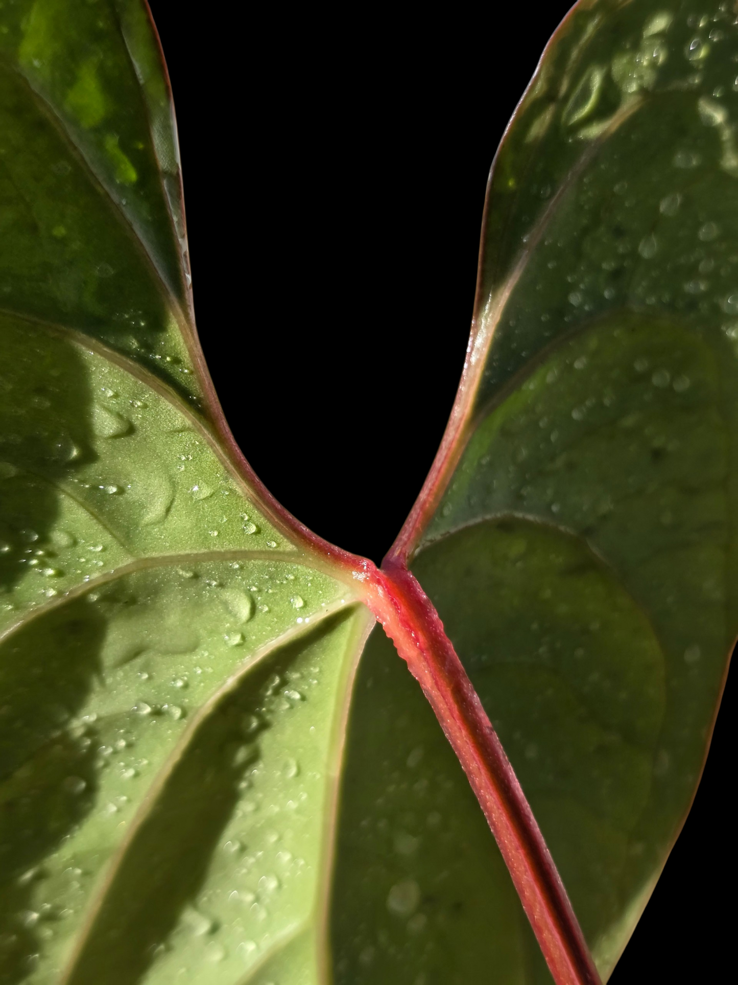Anthurium sp. 'Shapaja Silver' Red Petiole Wild Ecotype (EXACT PLANT)