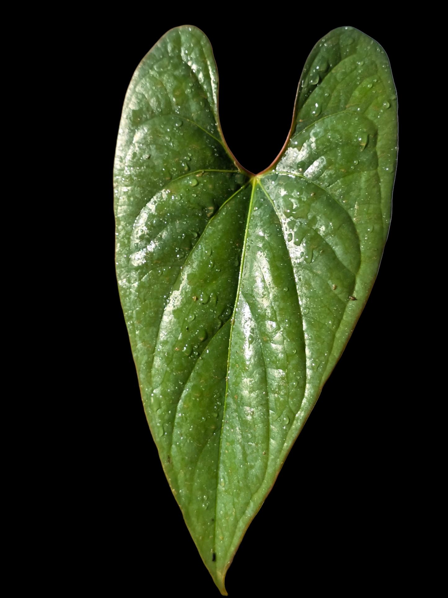 Anthurium sp. 'Shapaja Silver' Red Petiole Wild Ecotype (EXACT PLANT)