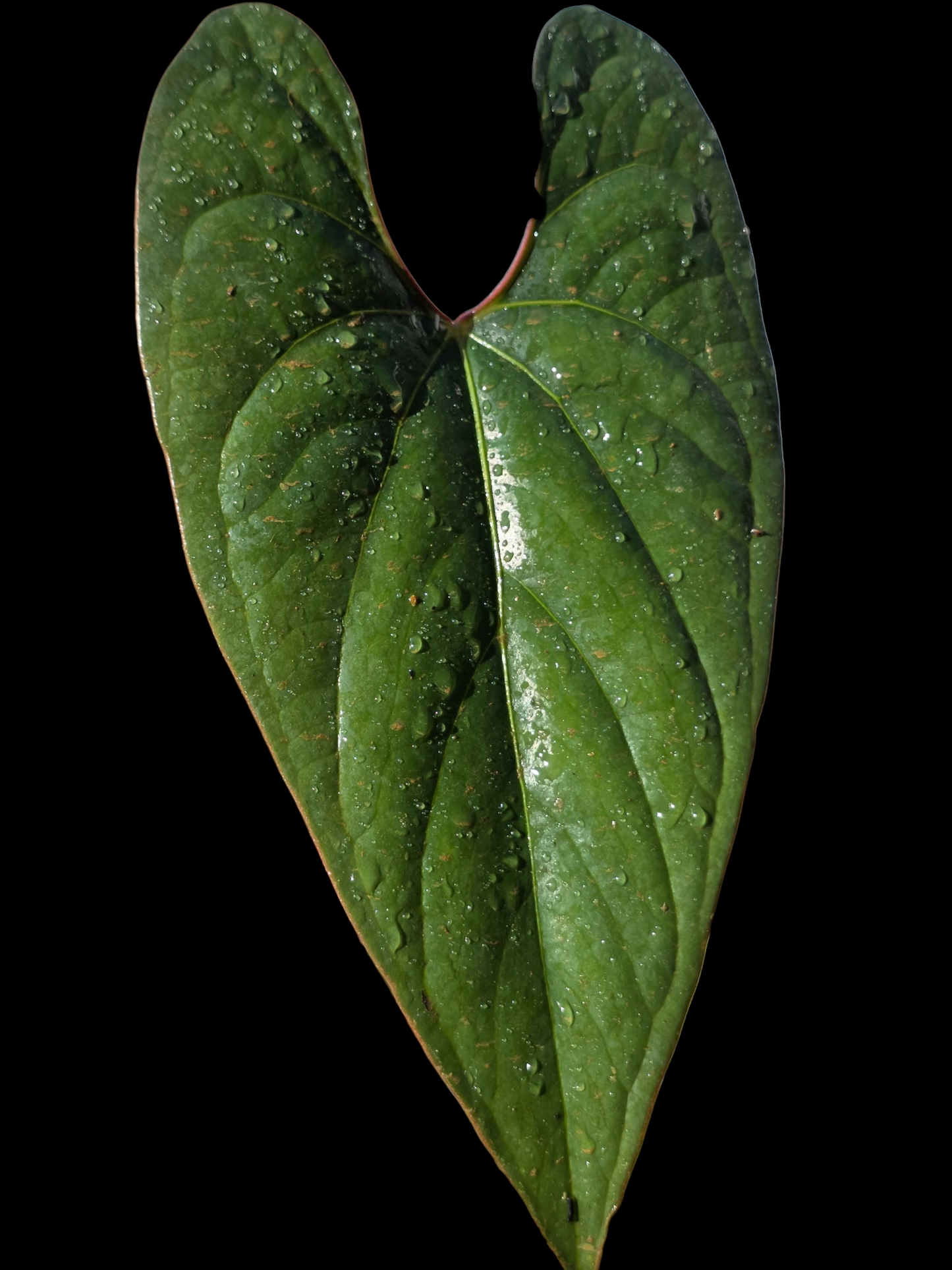 Anthurium sp. 'Shapaja Silver' Red Petiole Wild Ecotype (EXACT PLANT)