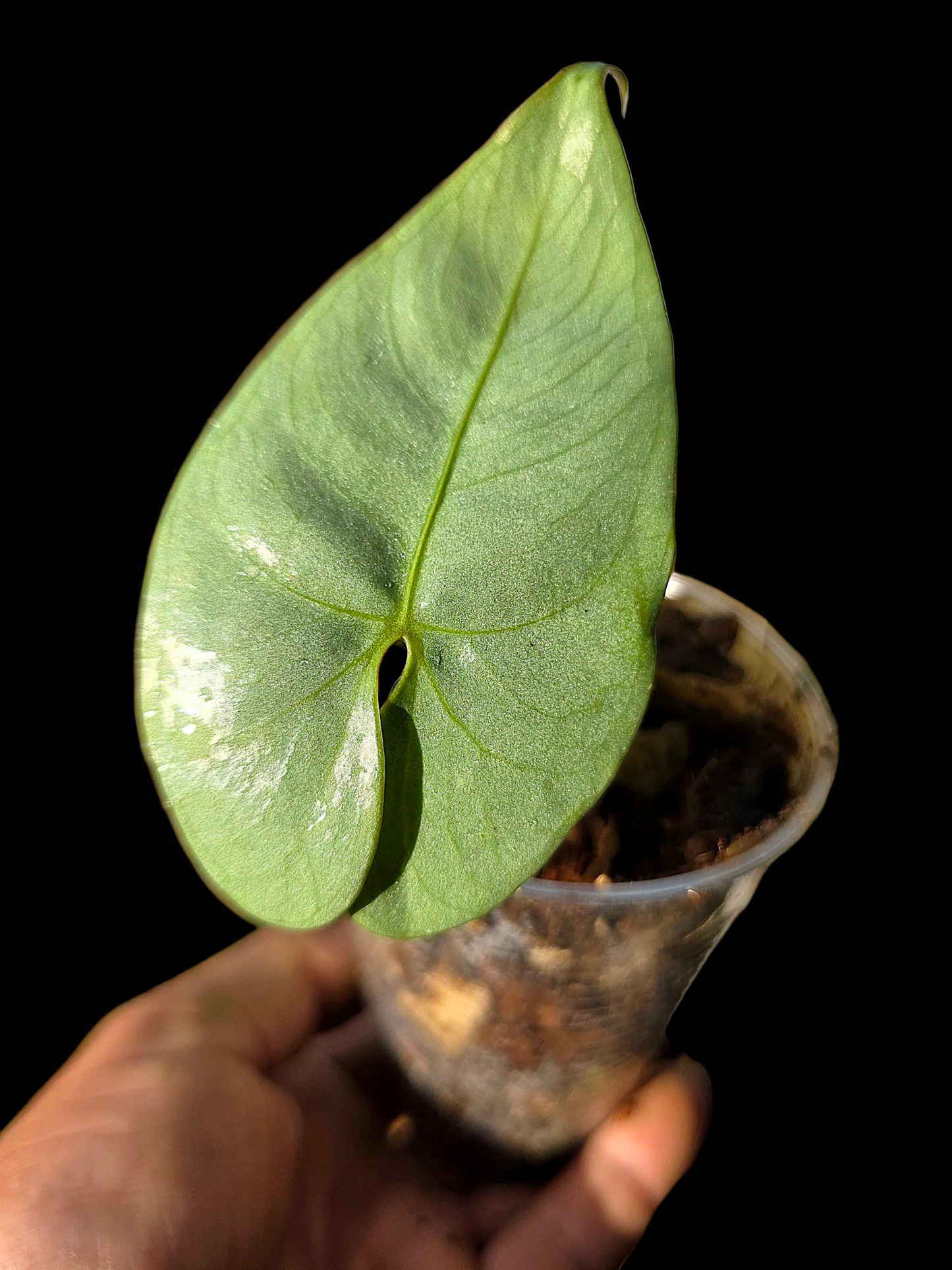 Anthurium sp. 'Shapaja Silver' Wild Ecotype (EXACT PLANT)