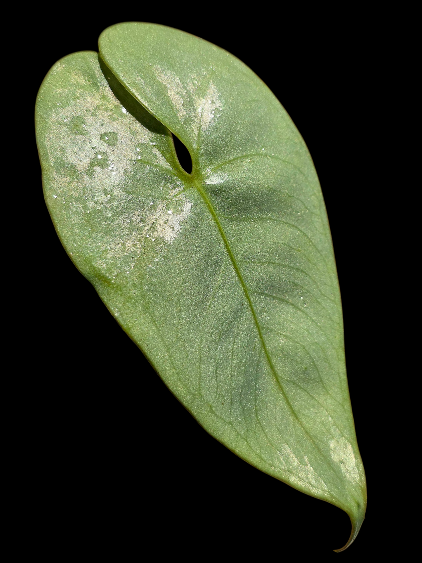 Anthurium sp. 'Shapaja Silver' Wild Ecotype (EXACT PLANT)