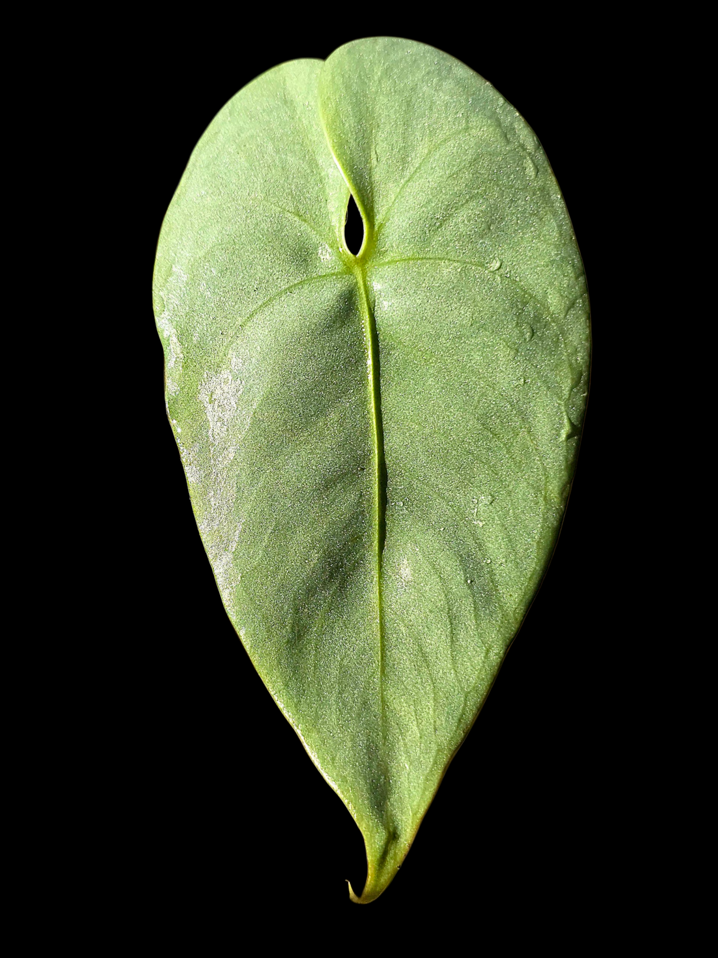 Anthurium sp. 'Shapaja Silver' Wild Ecotype (EXACT PLANT)