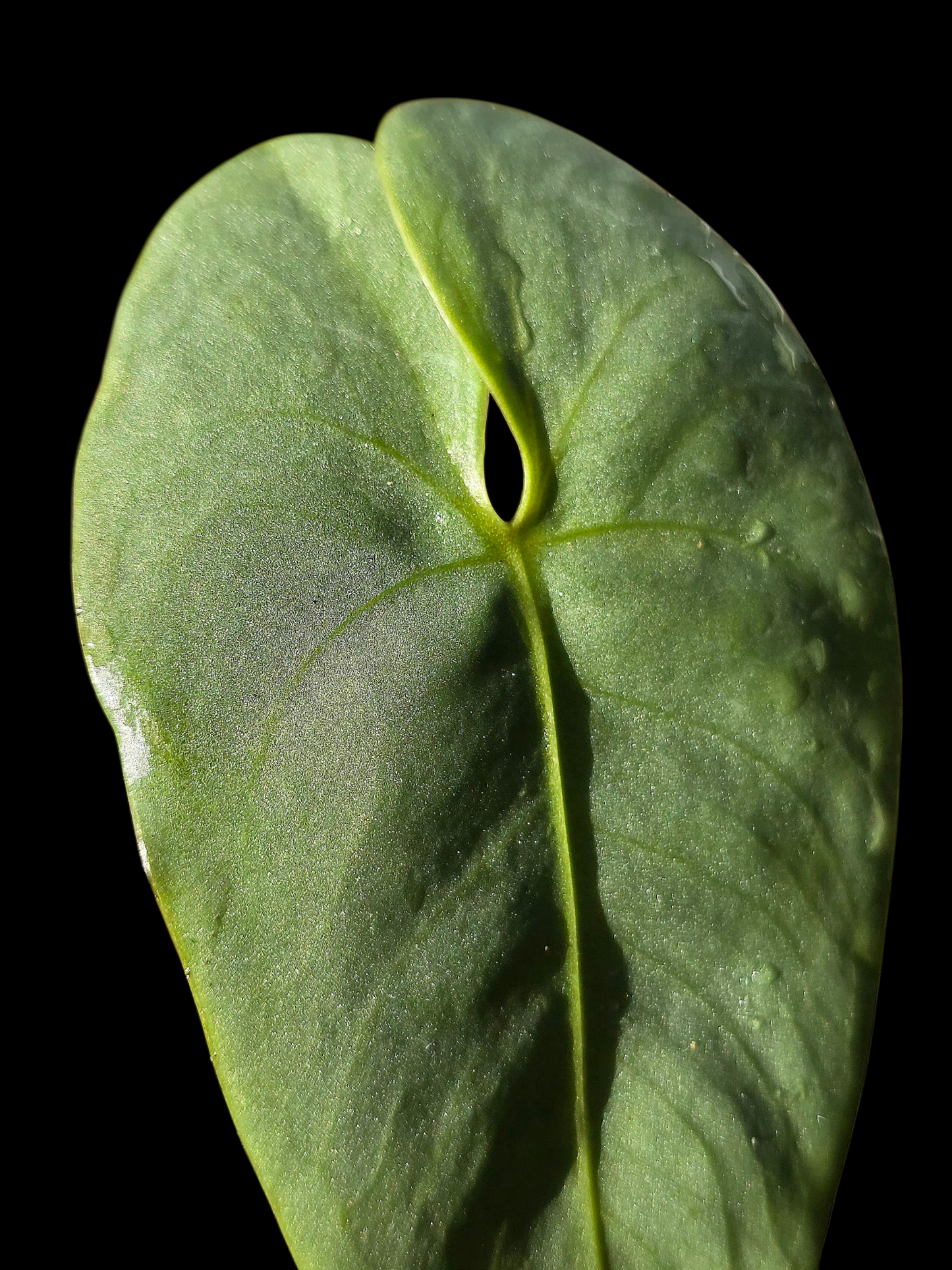 Anthurium sp. 'Shapaja Silver' Wild Ecotype (EXACT PLANT)