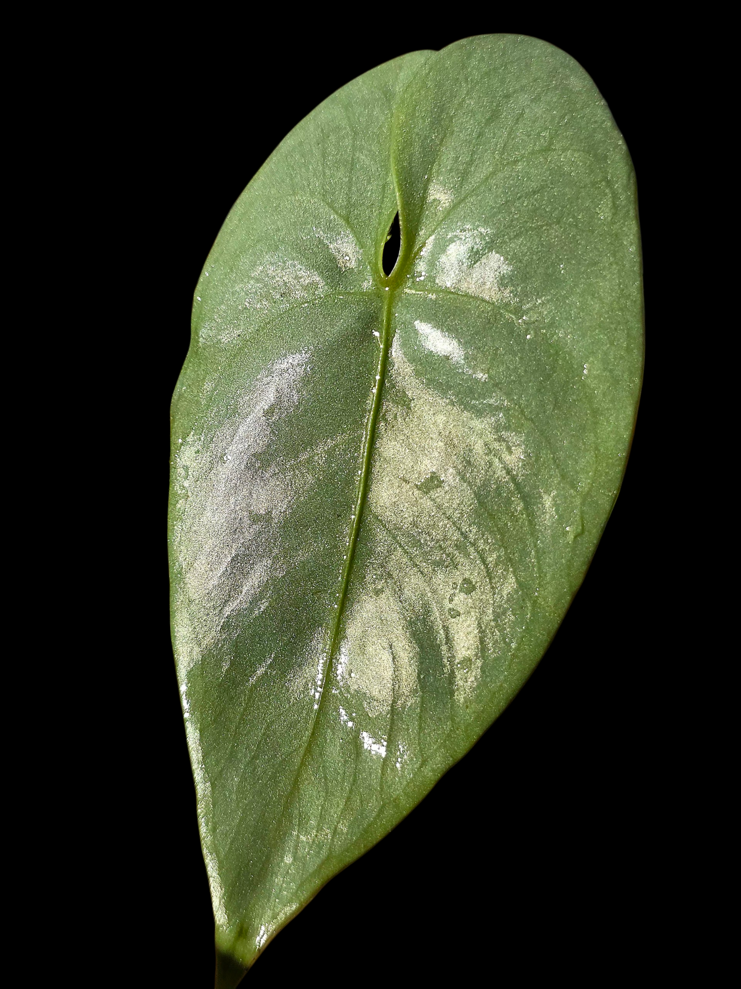 Anthurium sp. 'Shapaja Silver' Wild Ecotype (EXACT PLANT)