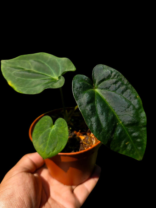Anthurium Kunayalense X Luxurians (EXACT PLANT)