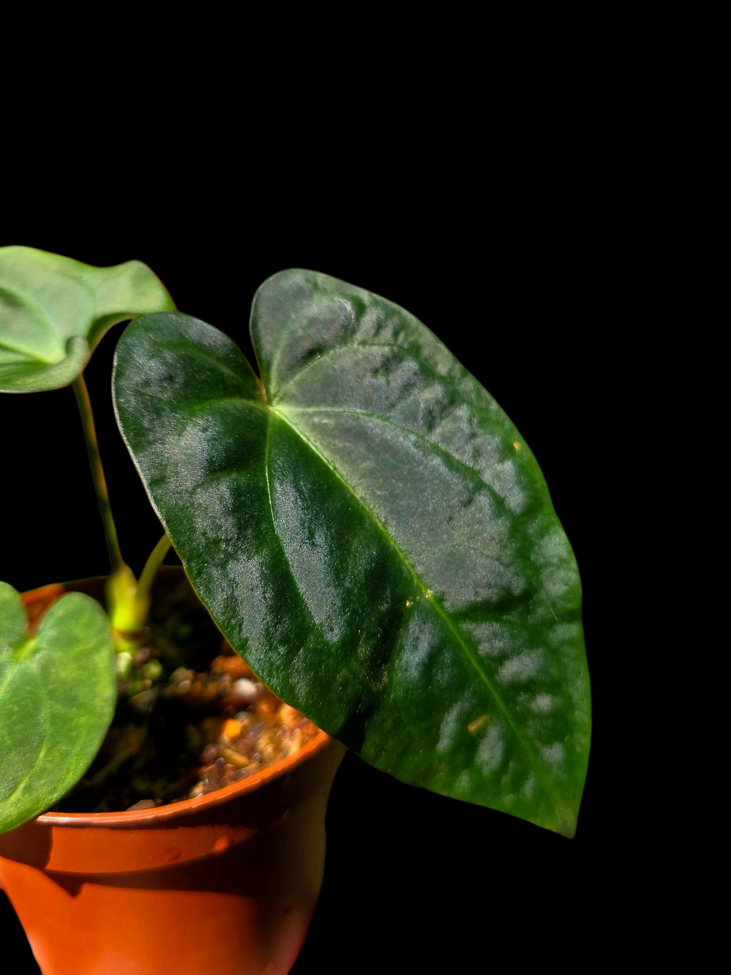 Anthurium Kunayalense X Luxurians (EXACT PLANT)