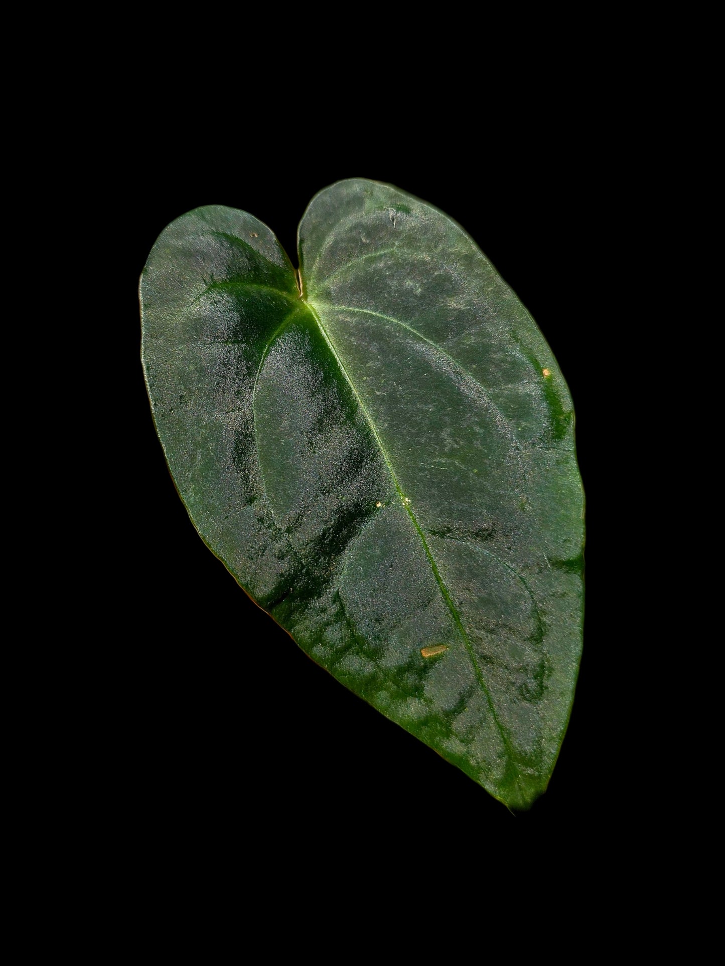 Anthurium Kunayalense X Luxurians (EXACT PLANT)
