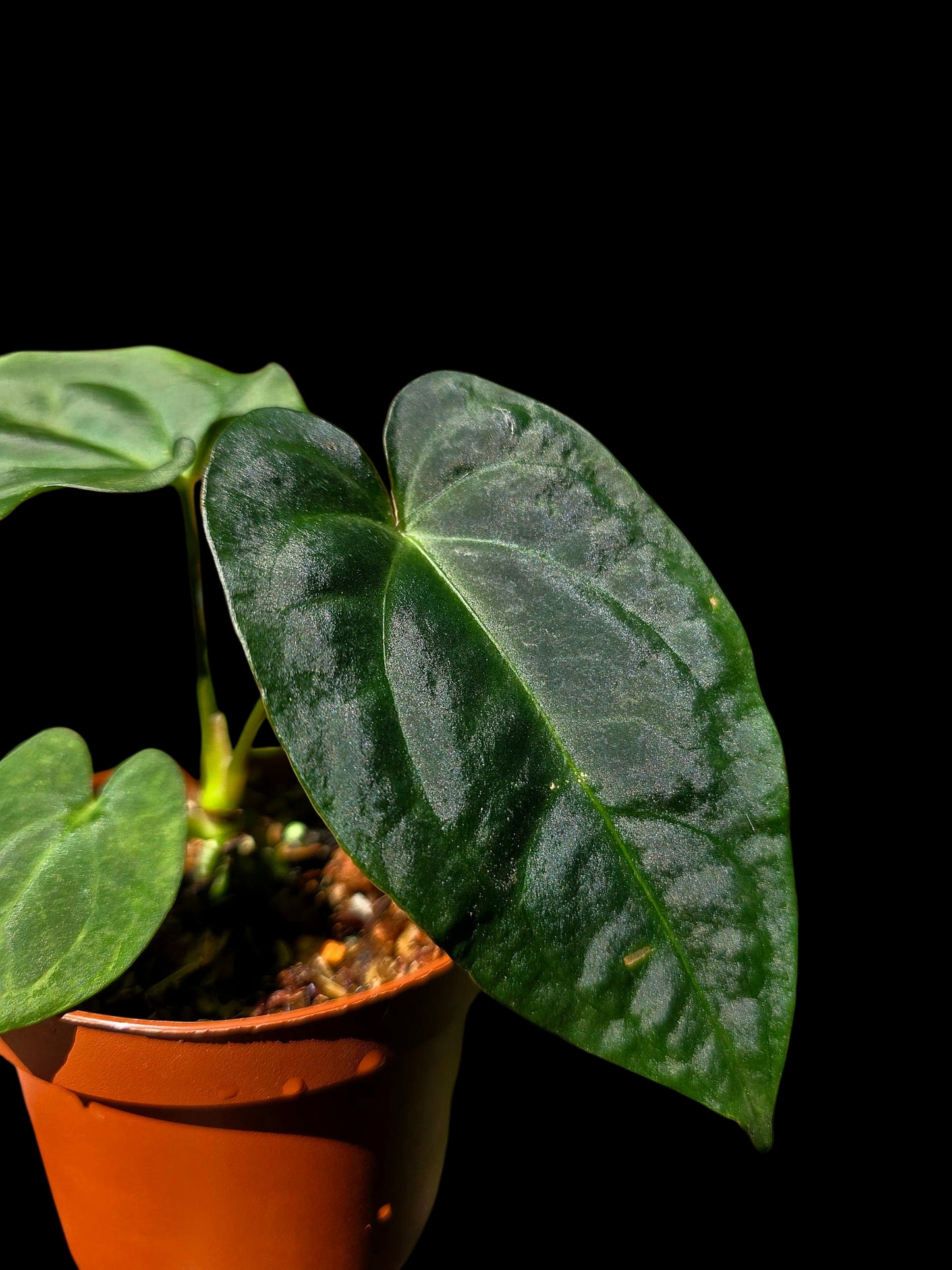 Anthurium Kunayalense X Luxurians (EXACT PLANT)